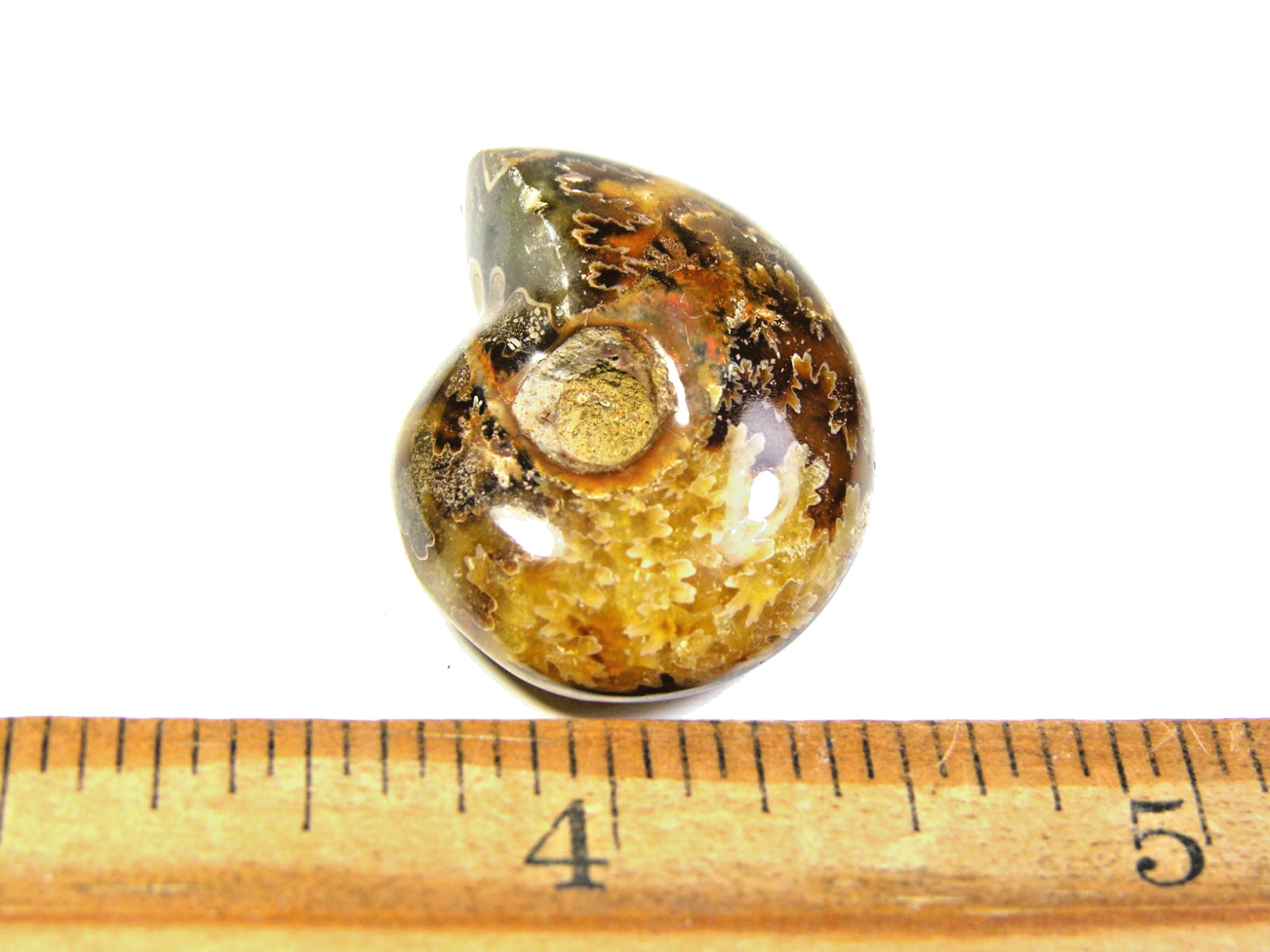 Ammonite fossil polished 1 1/2″ + showing suture lines Madagascar ms7