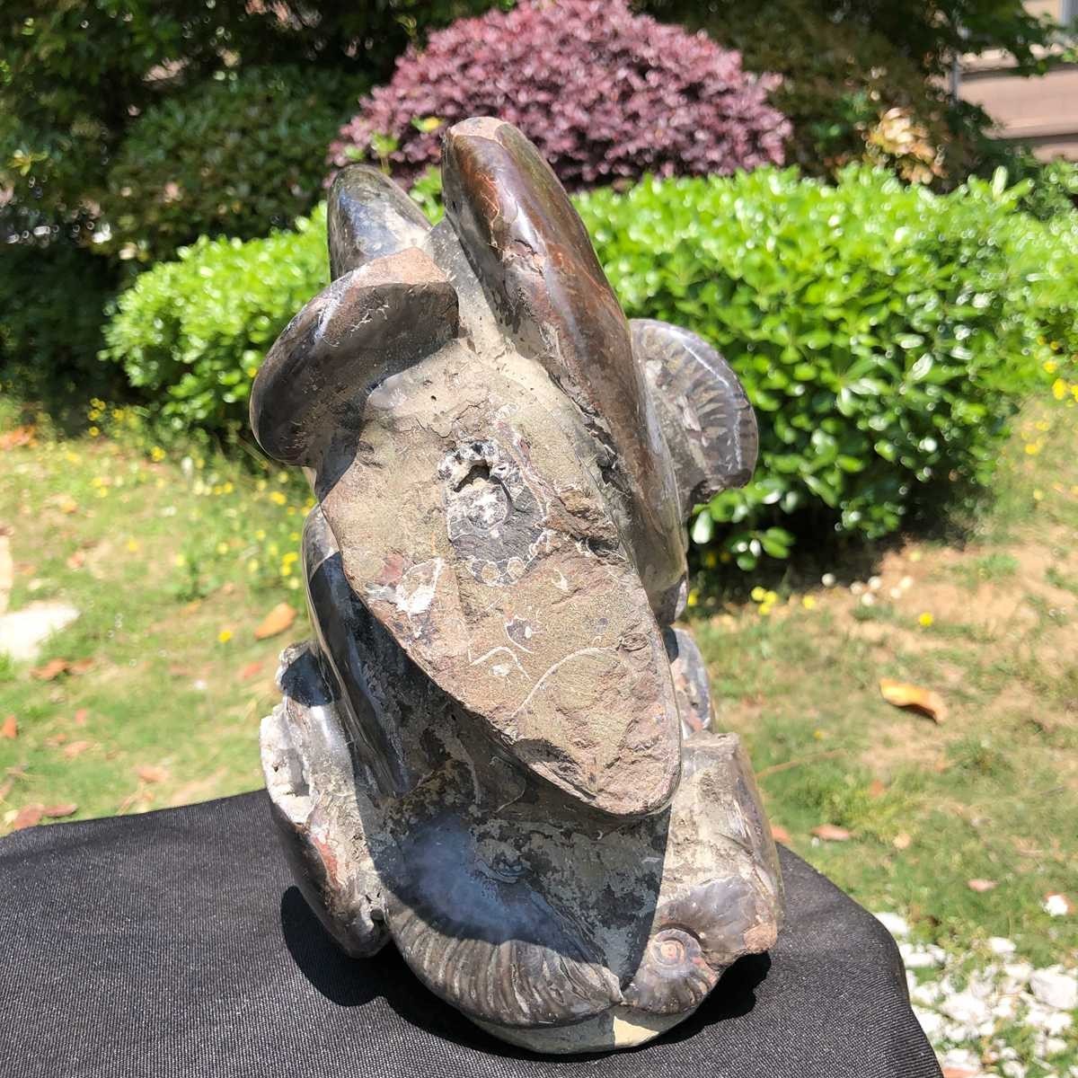 18.15LB Natural Beautiful Ammonite Fossil Conch Crystal Specimen Healing 5101