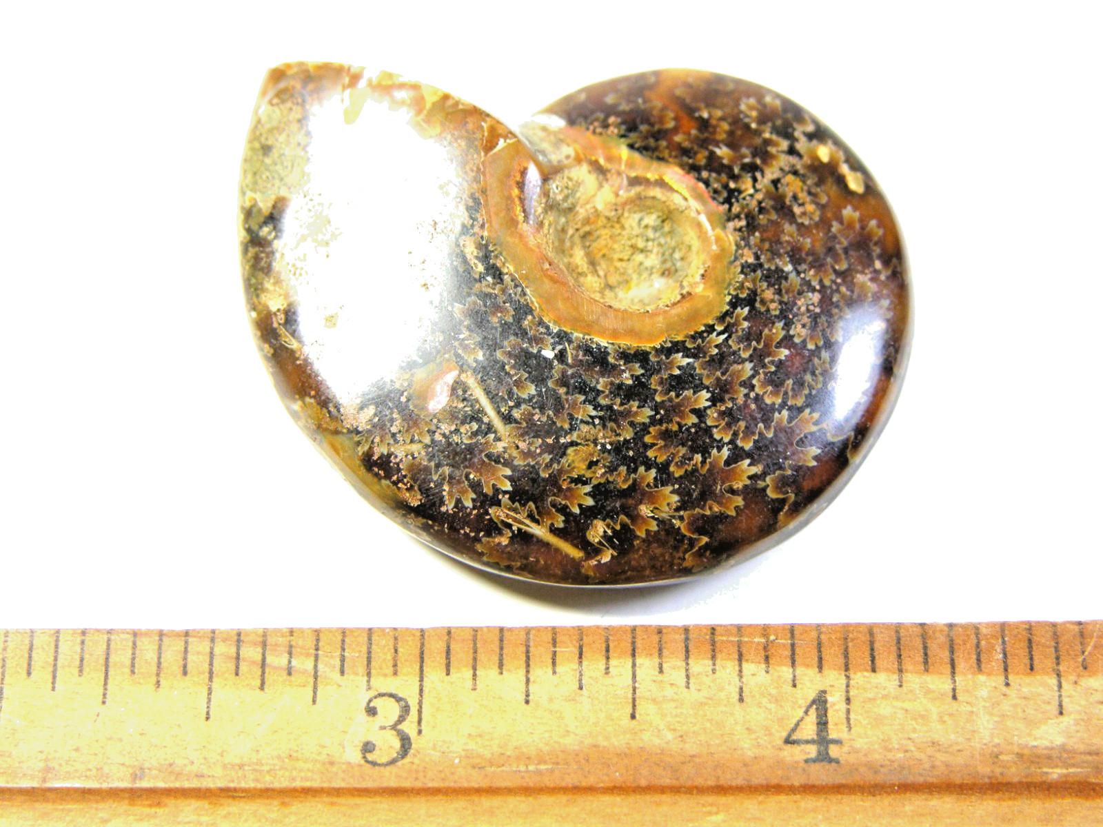 Ammonite fossil polished 1 1/2″ + showing suture &fire Madagascar ms38