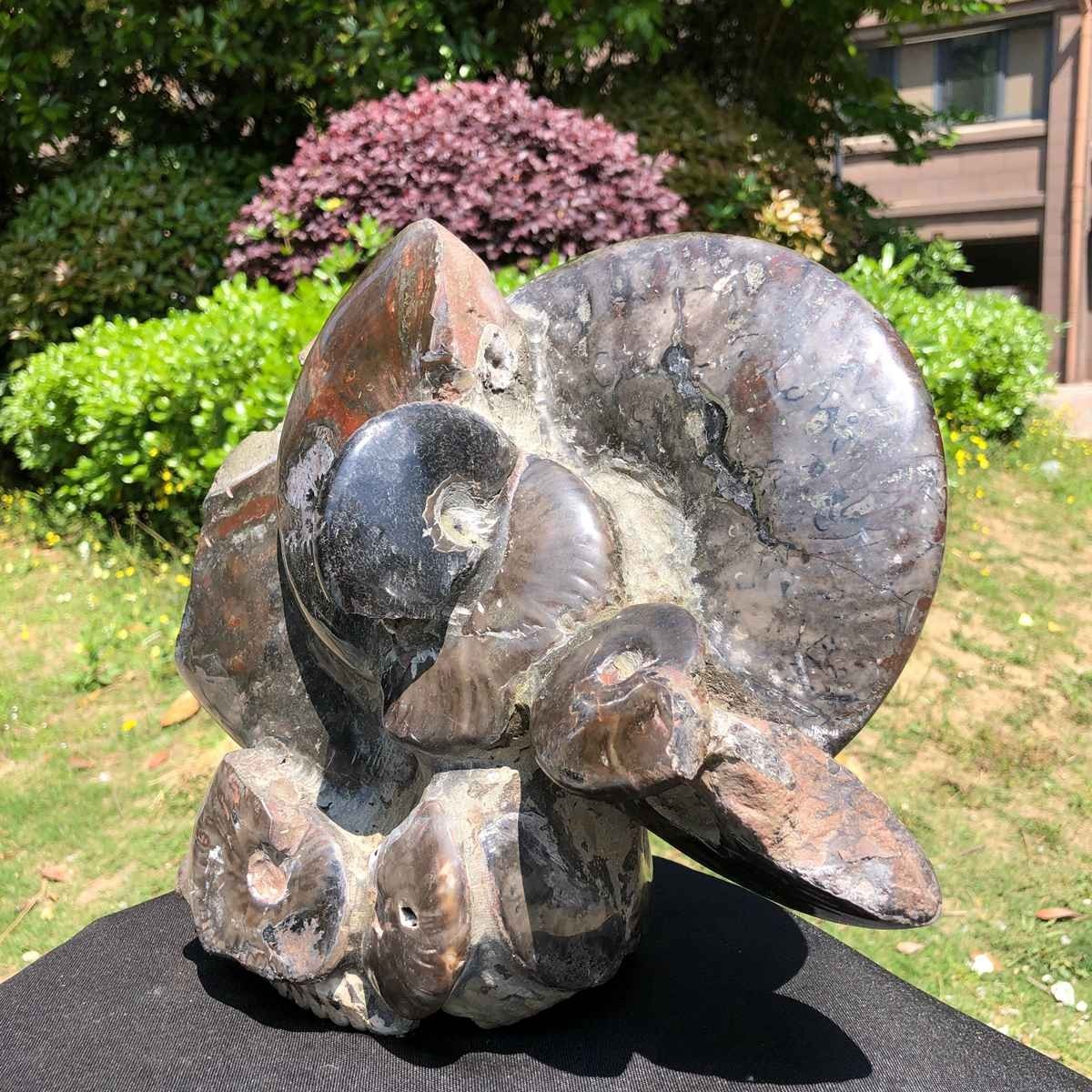 18.15LB Natural Beautiful Ammonite Fossil Conch Crystal Specimen Healing 5101