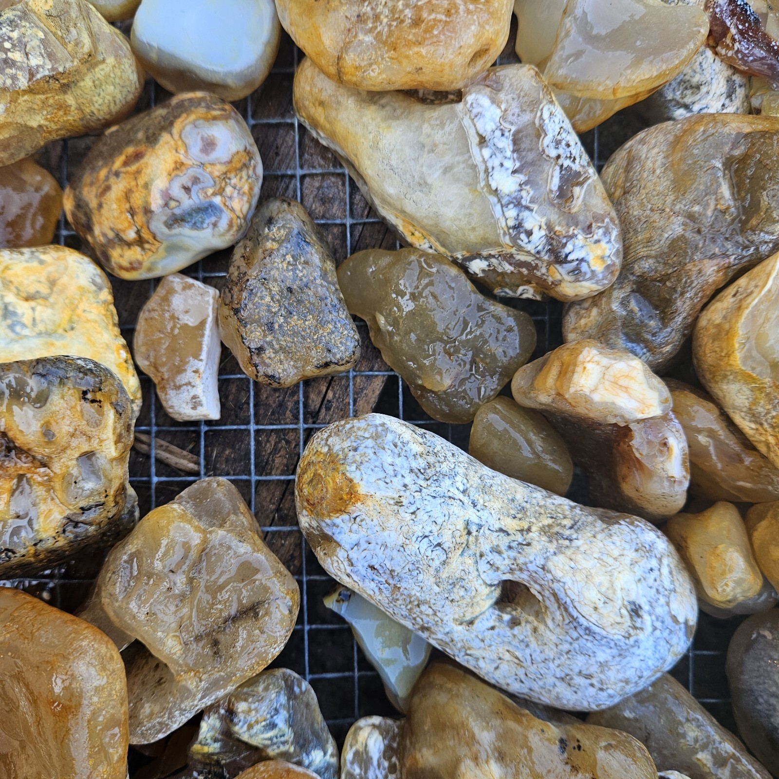 Montana Agate. Tumbling / Cutting Rough. 15 lb. lot. SHIPS FREE!
