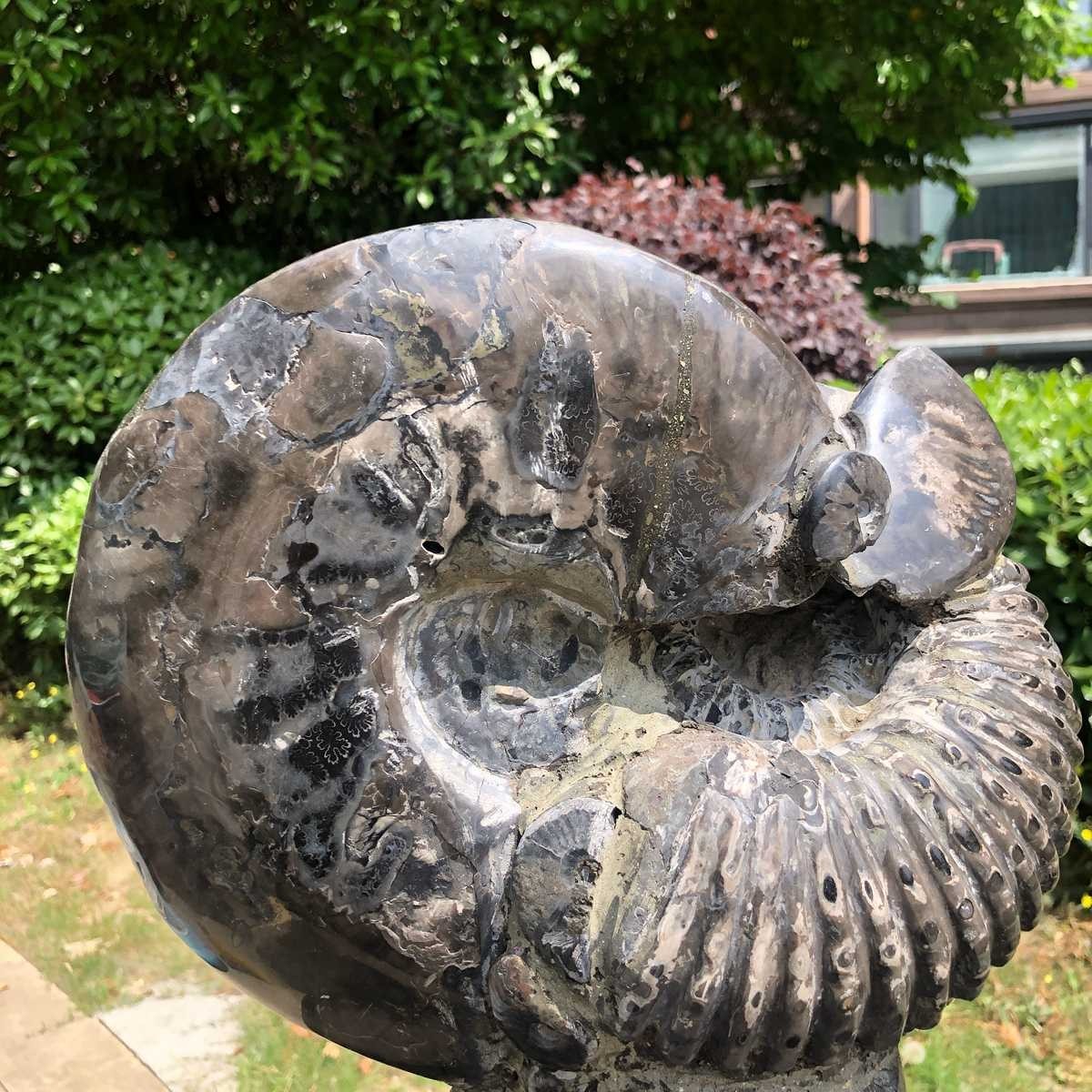 15.24LB Natural Beautiful Ammonite Fossil Conch Crystal Specimen Healing 5122
