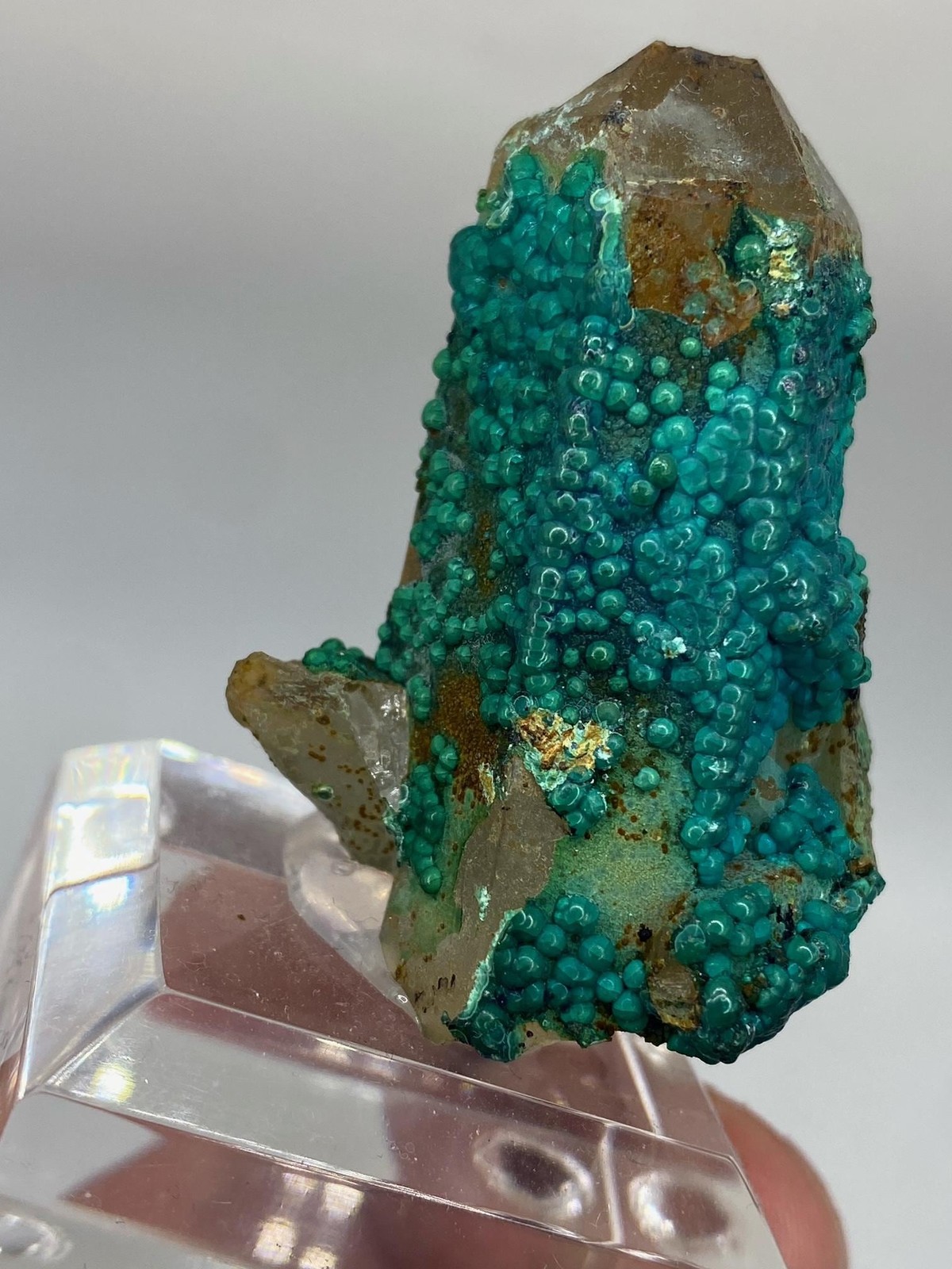 Botryoidal Chrysocolla on Quartz! Tentadora Mine Peru! See video!