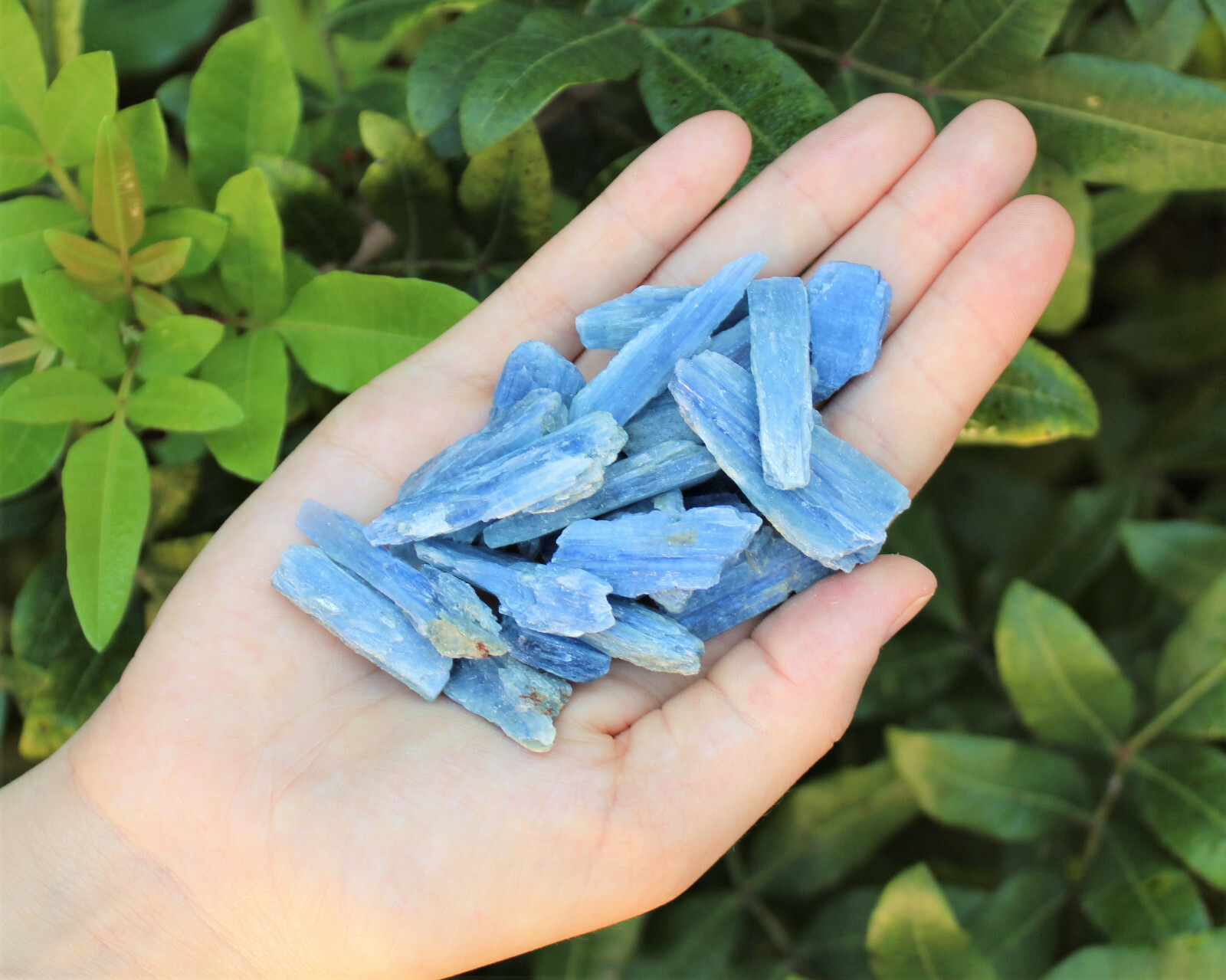 Blue Kyanite Blades Crystal Collection 1/2 lb Box Lot – Natural Kyanite Crystals