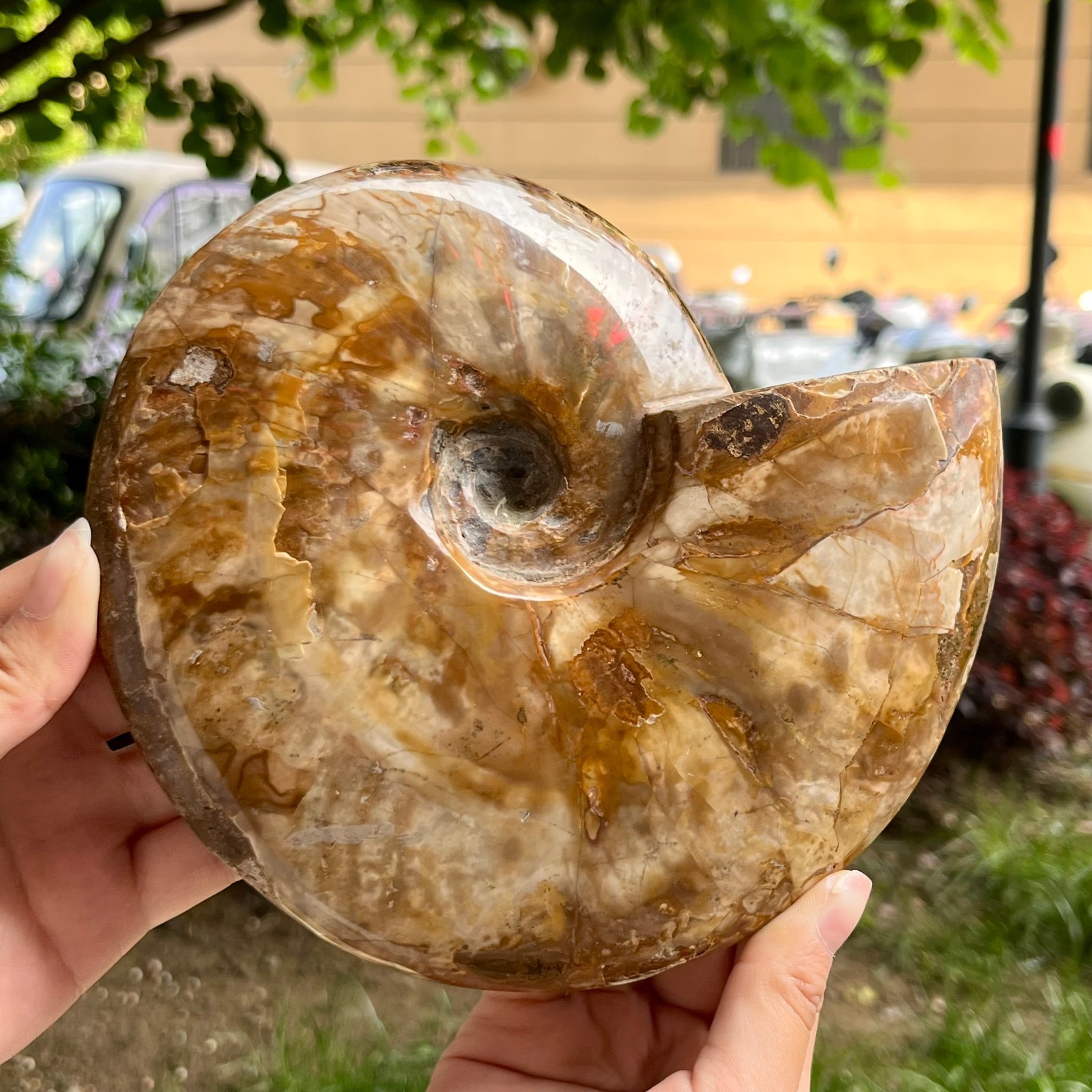Genuine Ammonite Fossil Polished Sea Snail Shell Gemstone Figure Display 3.3 lb