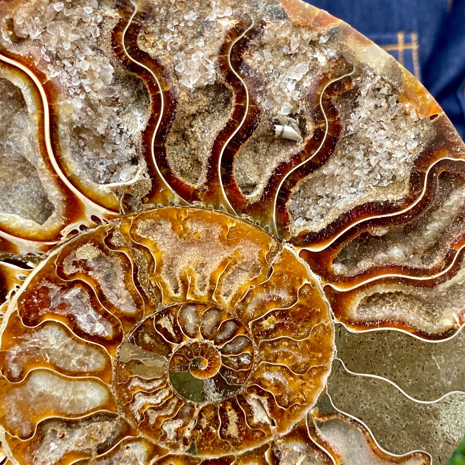 1.77LB Natural agate fossil snail shaped convex round gemstone