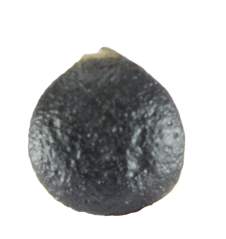 Australite Tektite, Sandpit nr Port Campbell. Victoria Australia (EA10444) Boxed