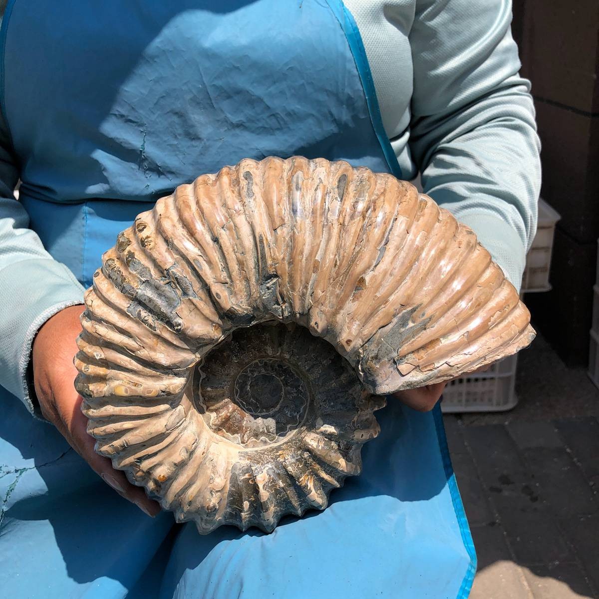 10.45LB Natural ammonite fossil conch Crystal specimen healing decor