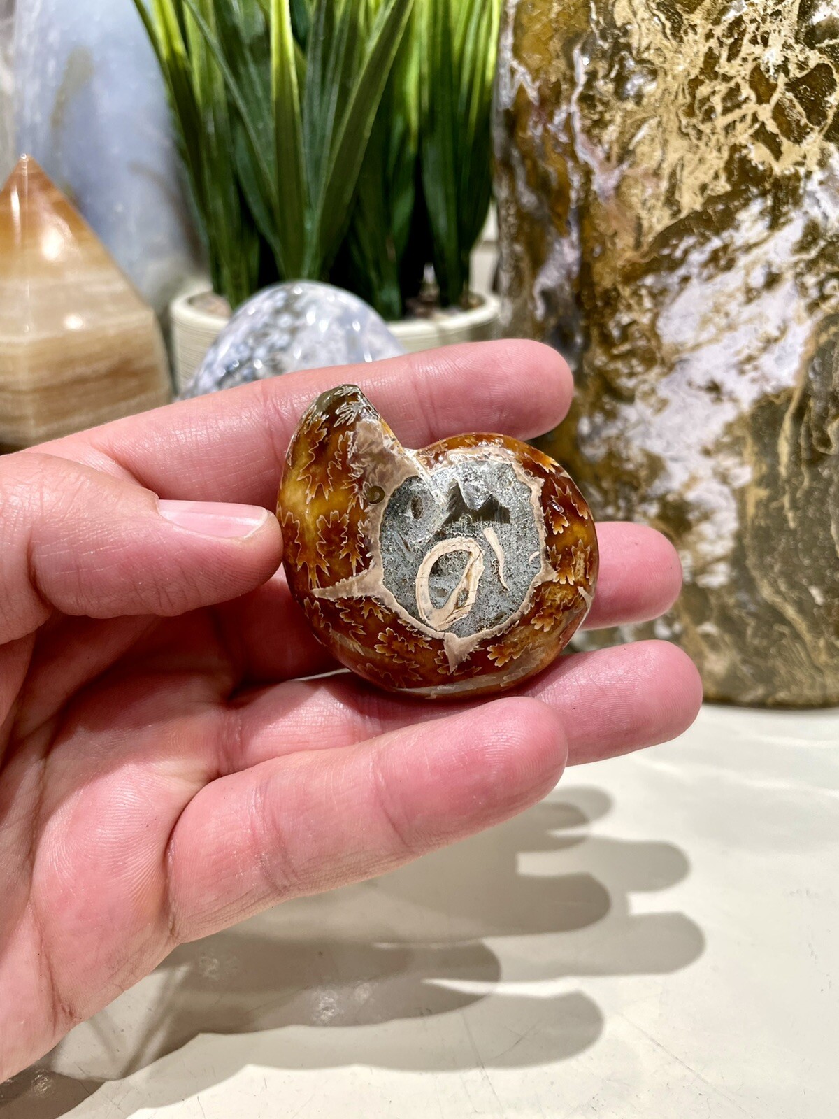 Ammonite Fossil Conch Specimen 2” Crystal Healing Yoga Reiki Rock ZENDA
