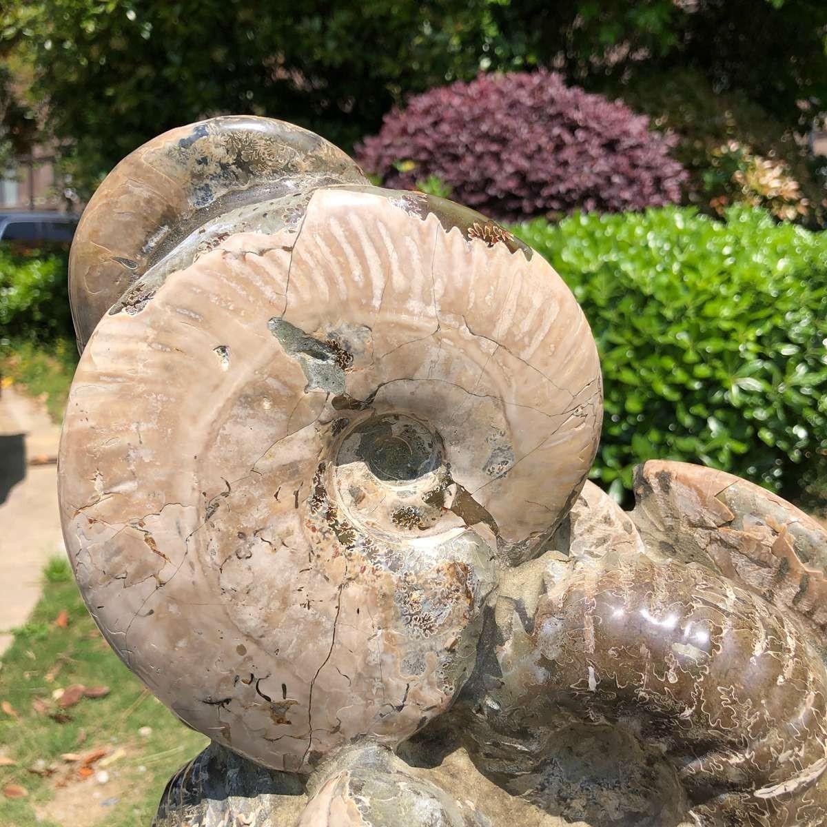 14.71LB Rarem Natural Tentacle Ammonite Fossil Specimen Shell Healing Madagas