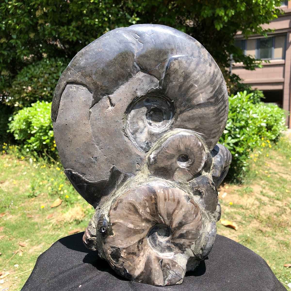 12.23LB Natural Beautiful Ammonite Fossil Conch Crystal Specimen Healing 5107
