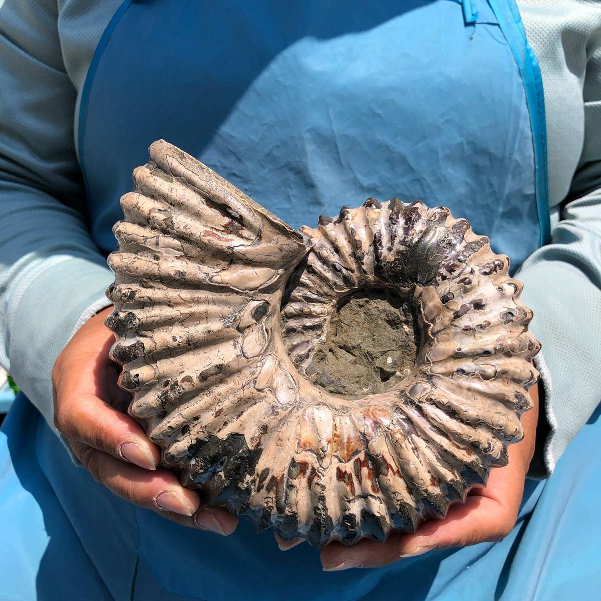 3.98LB Natural Beautiful Ammonite Fossil Conch Crystal Specimen Healing 5390