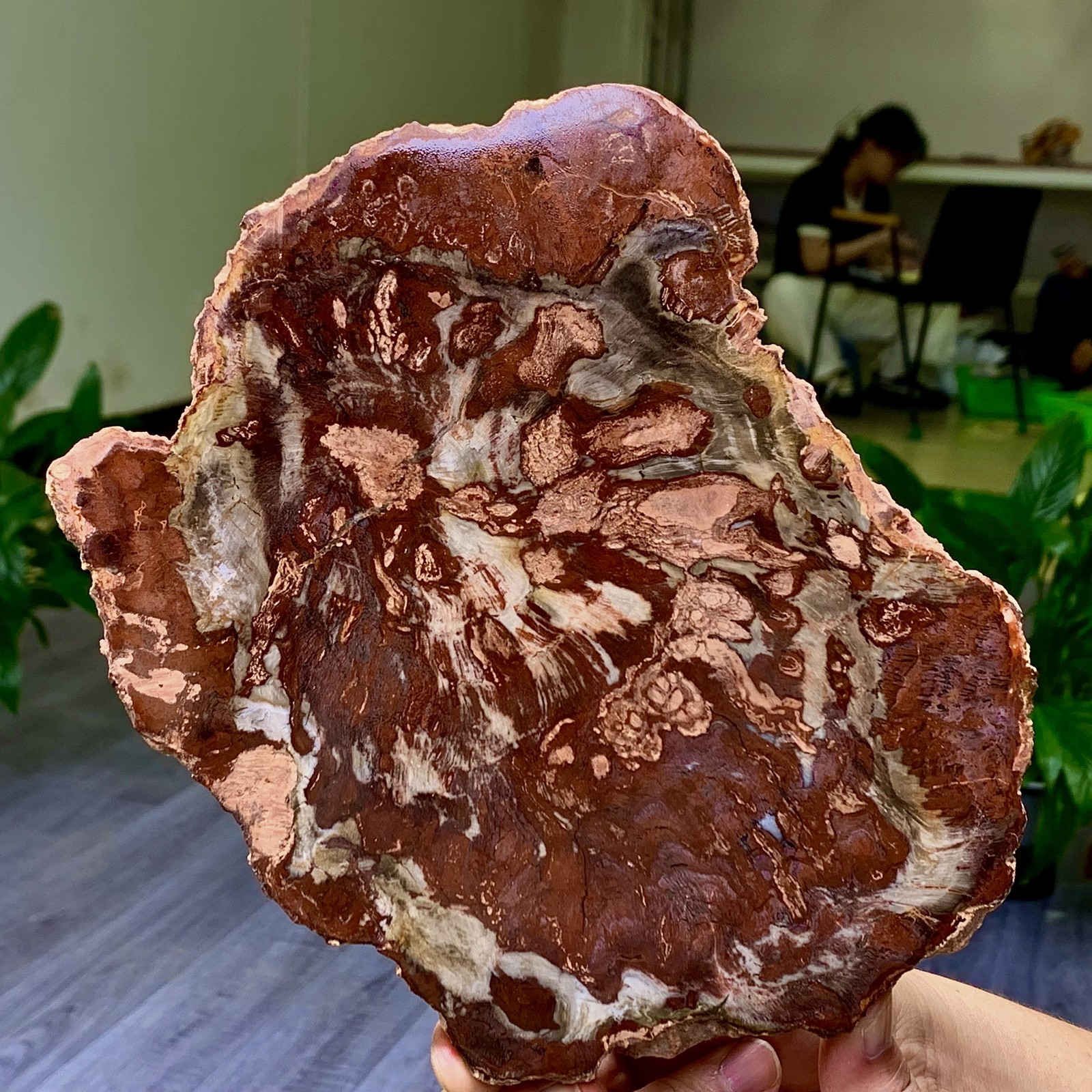 2.13LB Natural Petrified Wood Crystal Fossil Slice Shape Specimen Healing