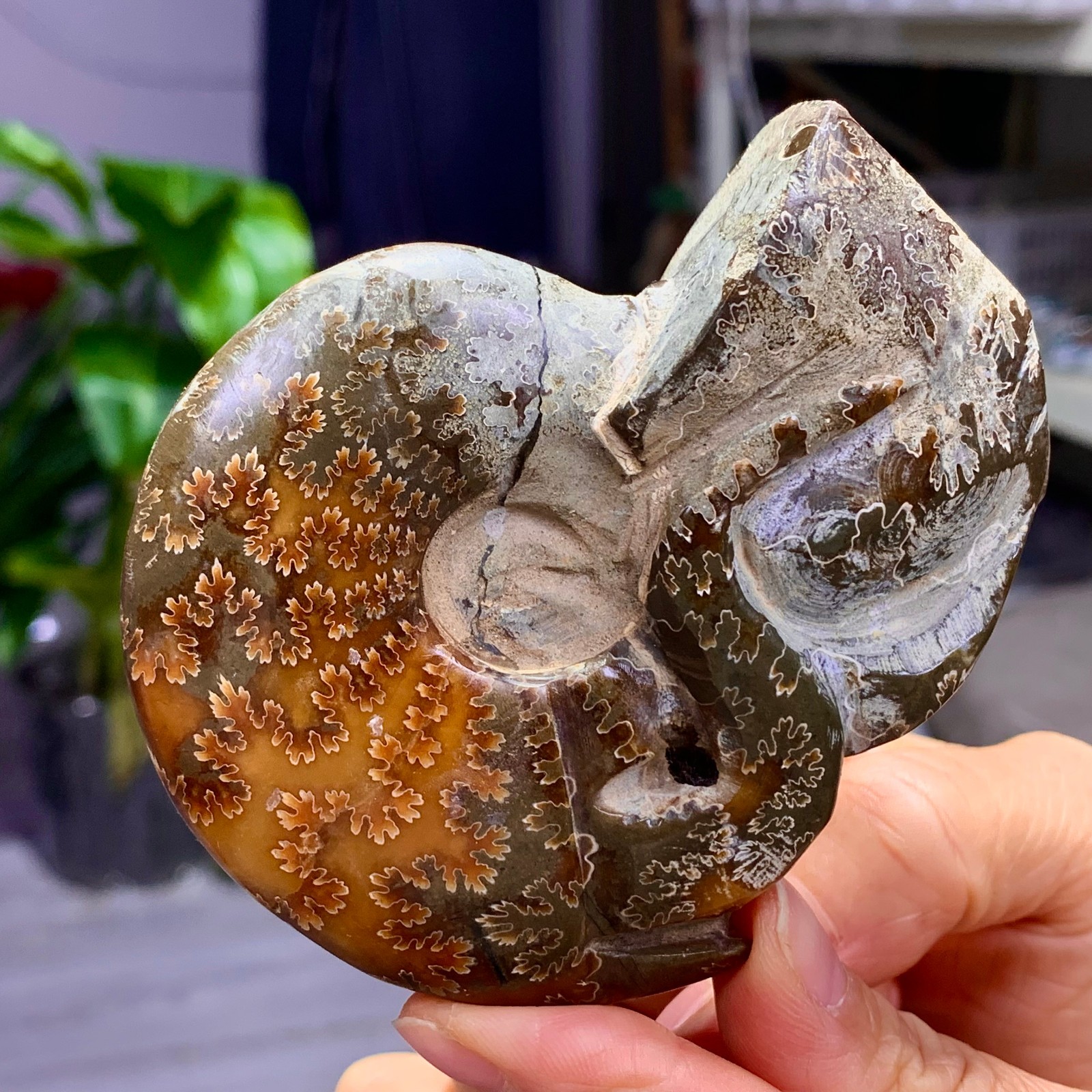 180G Rare! Natural tentacle ammonite fossil shell healing Madagascar