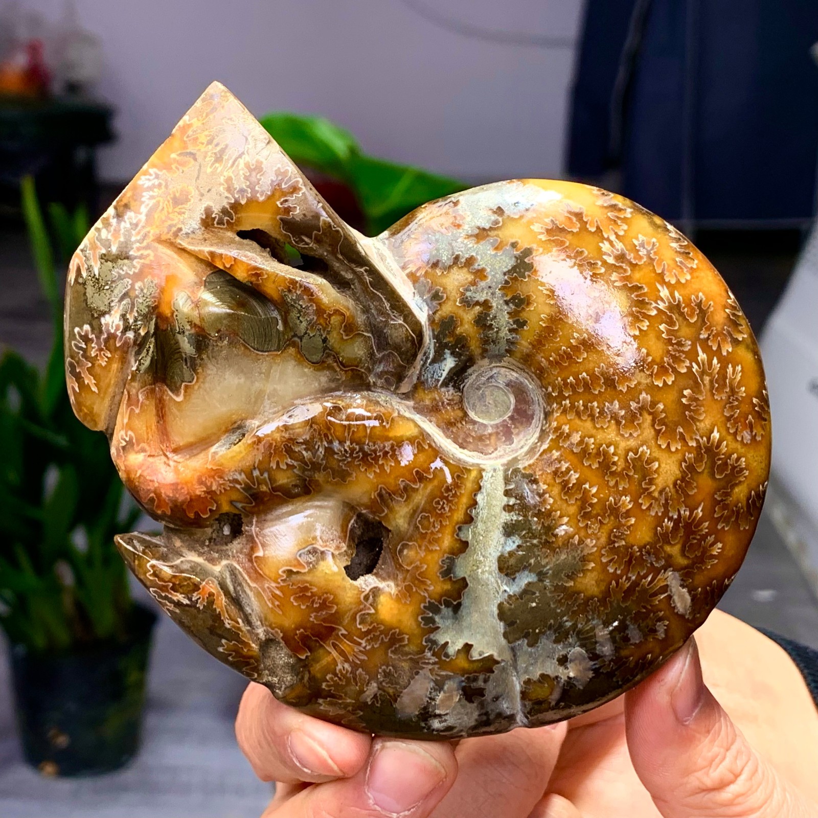 364G Rare! Natural Tentacle Ammonite Fossil Shell Healing Madagascar