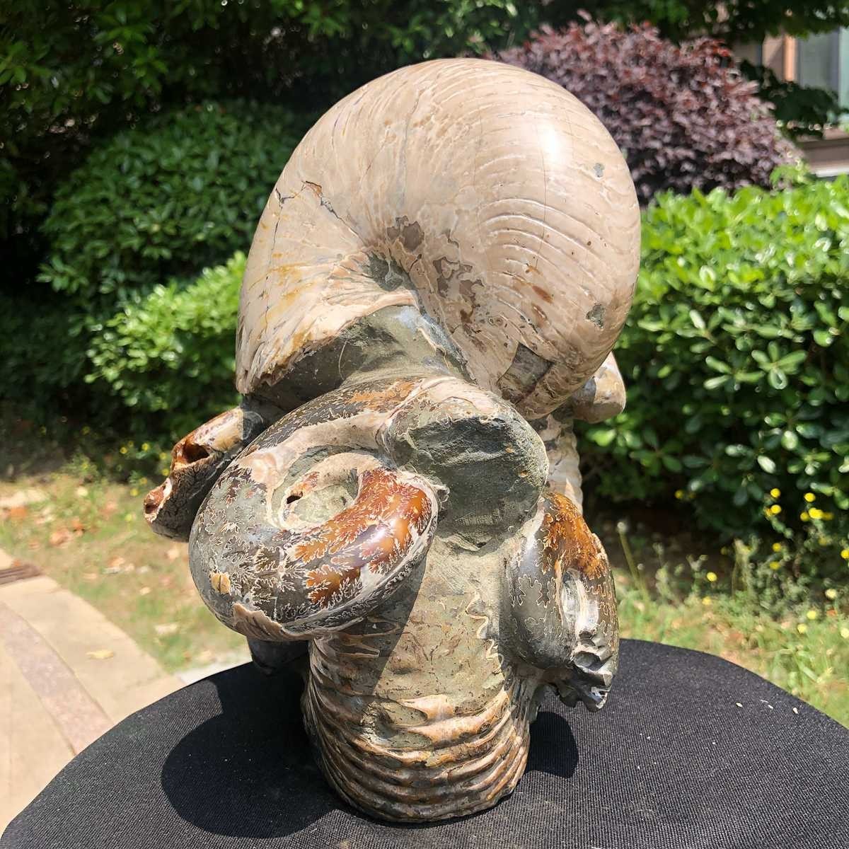 17.11LB Natural Beautiful Ammonite Fossil Conch Crystal Specimen Healing 5118
