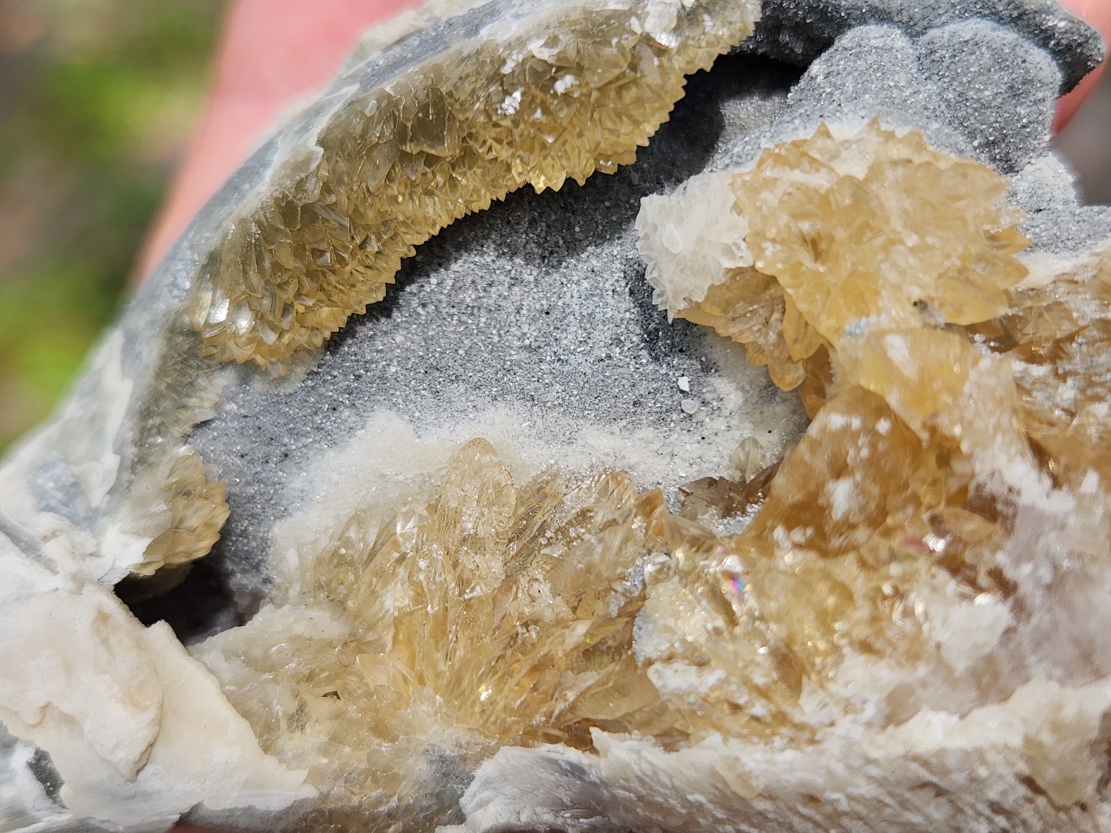 CALCITE CRYSTAL WHELK Shell Fossil Rucks Pit Florida dogtooth UV honey cluster