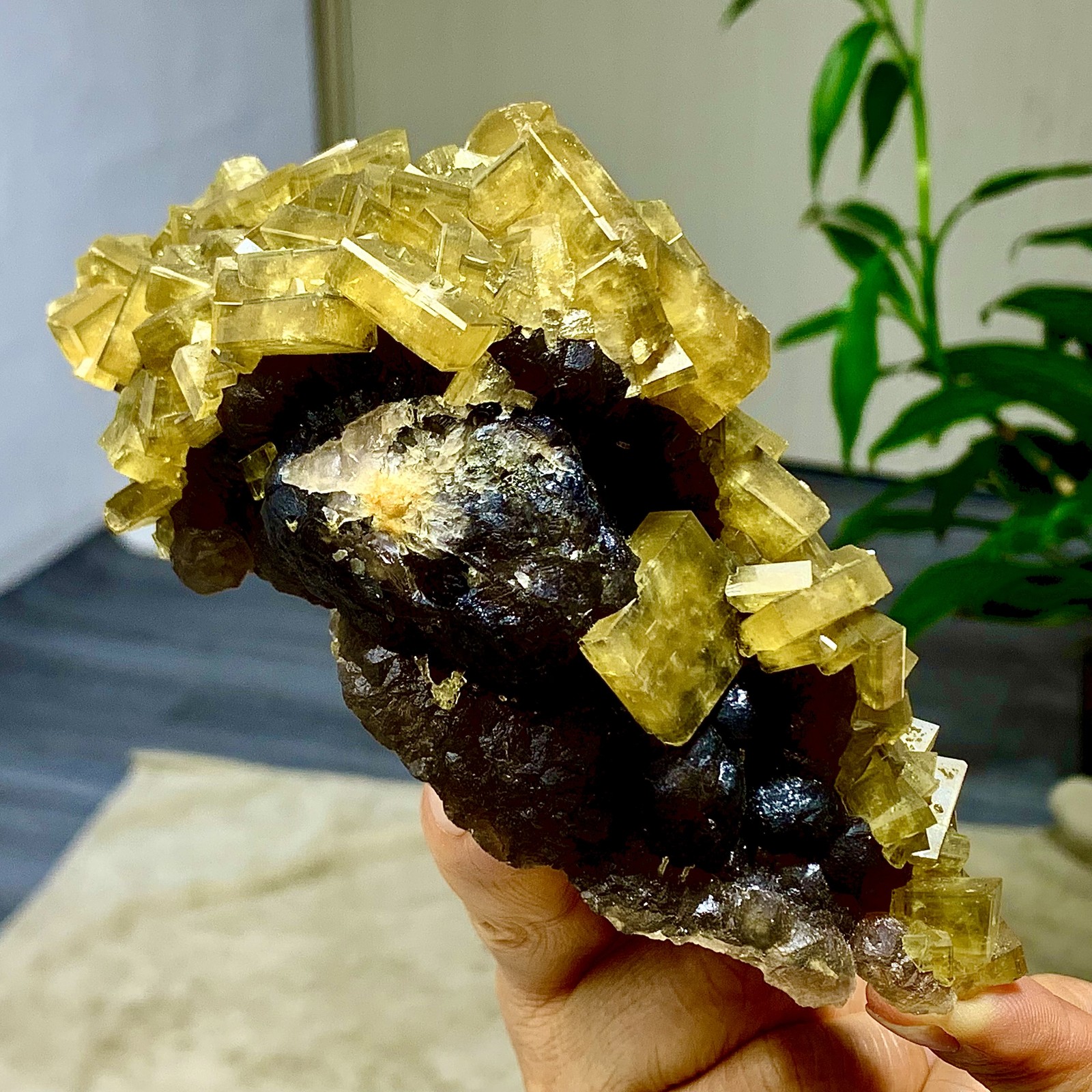 2.36LB Shiny Golden Cuboid Barite Crystal Based on the Purple Spherical Fluorite