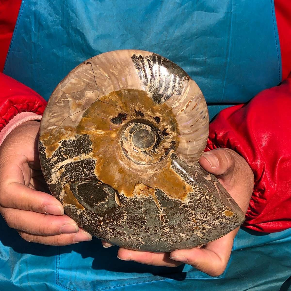 2pcs Natural Beautiful Ammonite Fossil Conch Crystal Specimen Healing