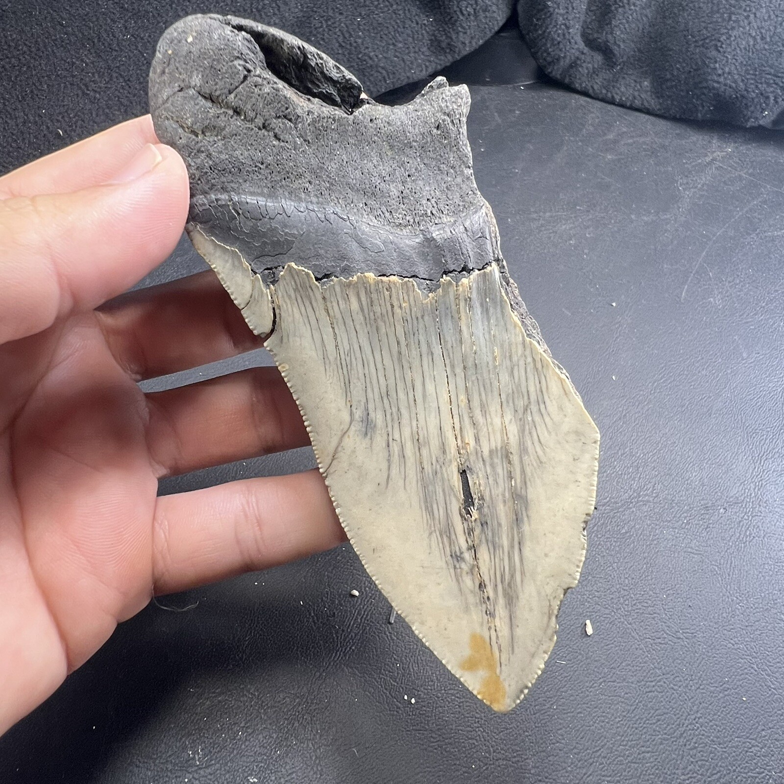 Megalodon Shark Tooth Fossil  North Carolina Coast Megaladon Megladon Meglodon