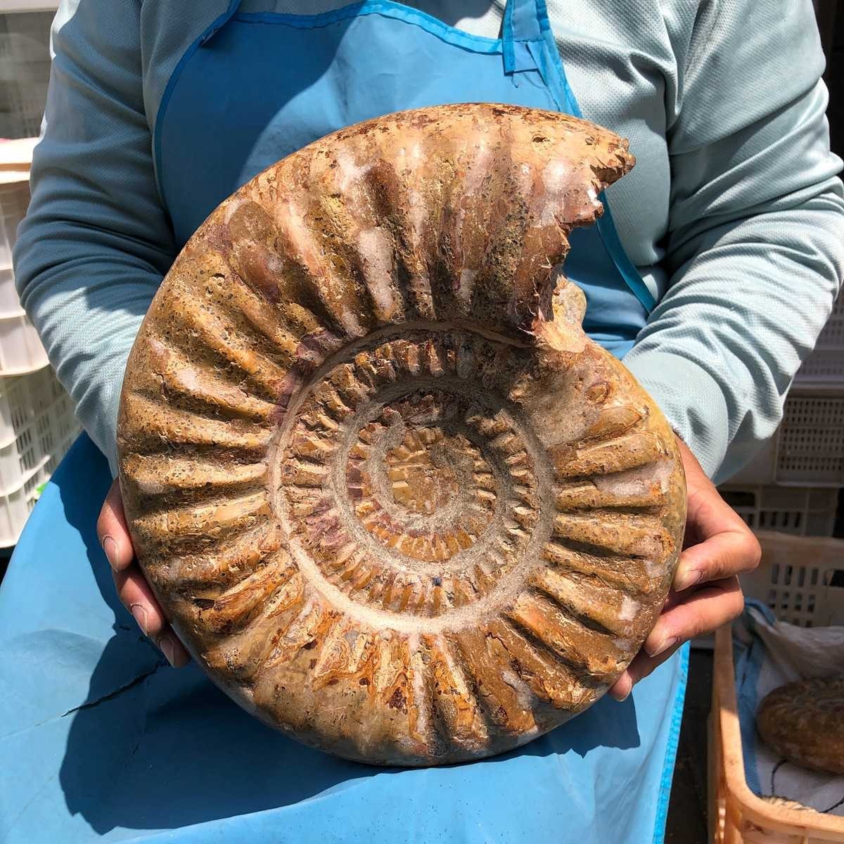 10.67LB Large Natural Beautiful Ammonite Fossil Conch Crystal Specimen Healing