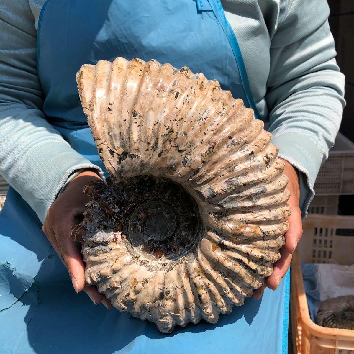 13.33LB Natural Beautiful Ammonite Fossil Conch Crystal Specimen Healing 5382