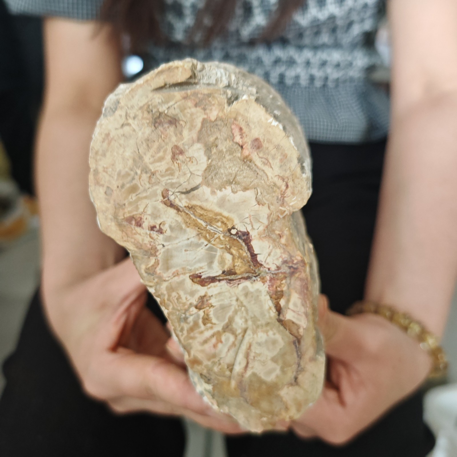 4.84LB Natural crystal Petrified Wood Segment Decoration healing gift