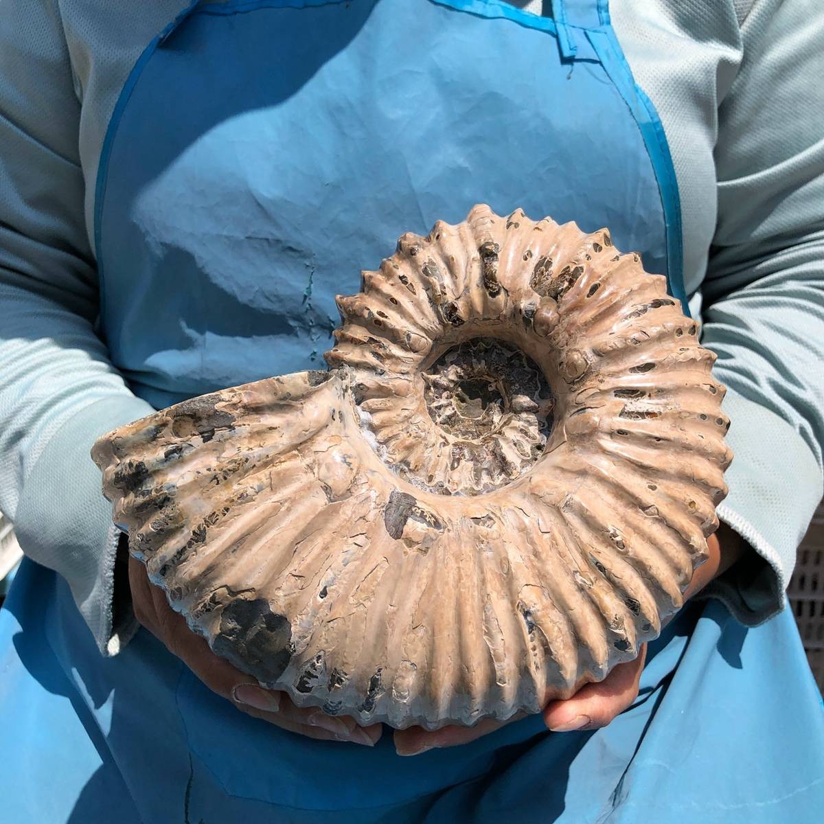 7.63LB Natural Beautiful Ammonite Fossil Conch Crystal Specimen Healing 5391