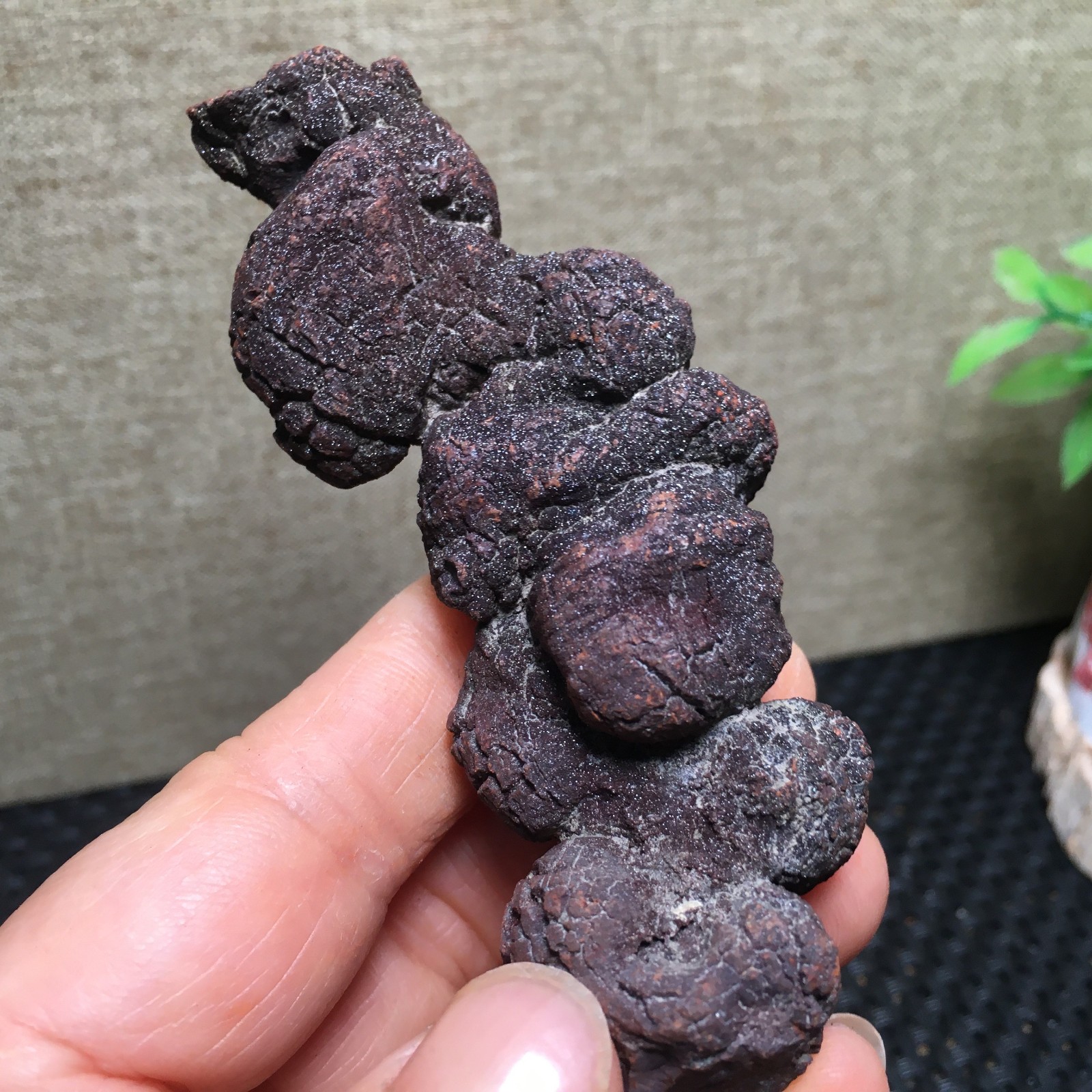 100g Natural dung coprolite Petrified Poop crystal Specimen fb1479