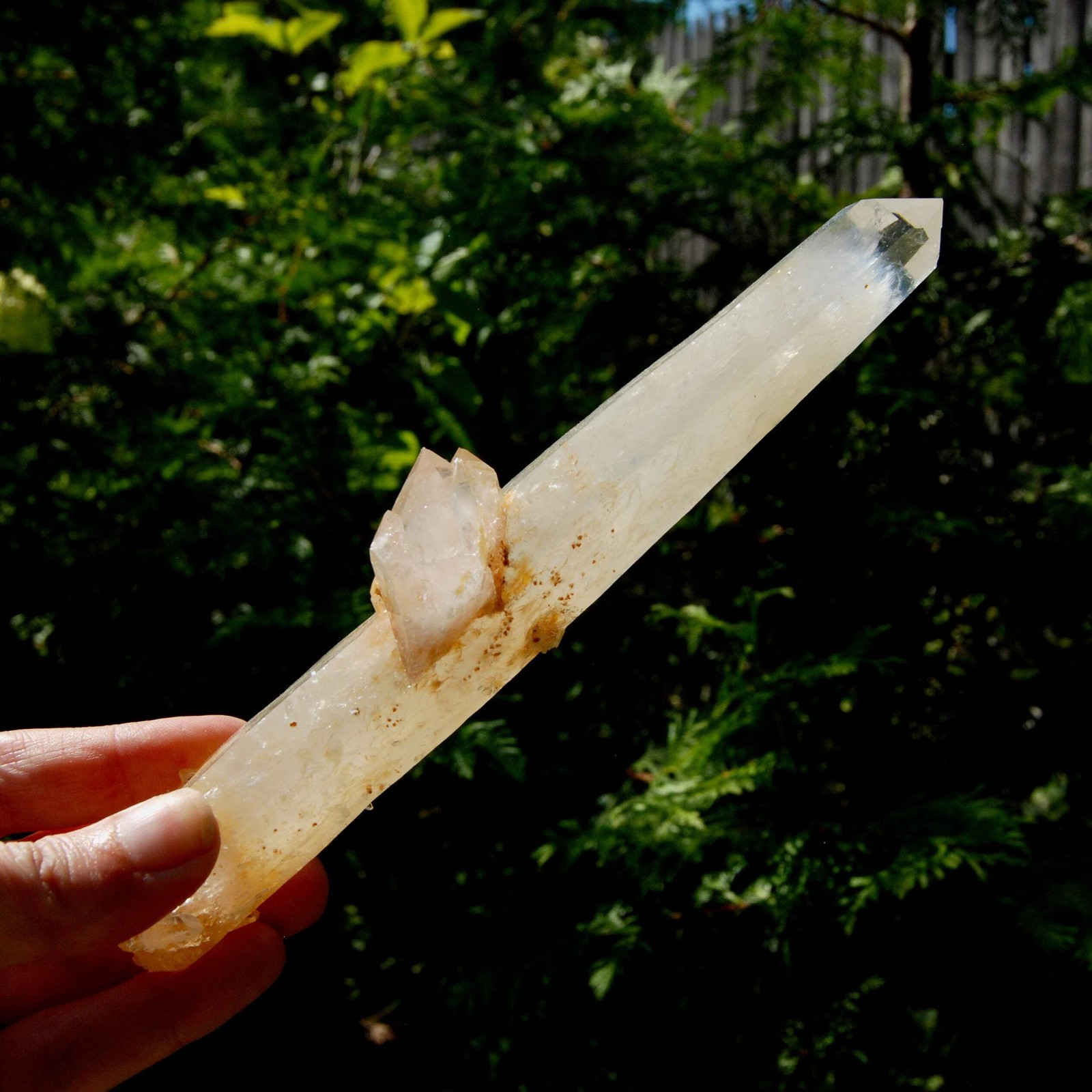 XL Colombian Blue Smoke Lemurian Quartz Crystal Starbary, AAA 7.75″ 222g Trigoni