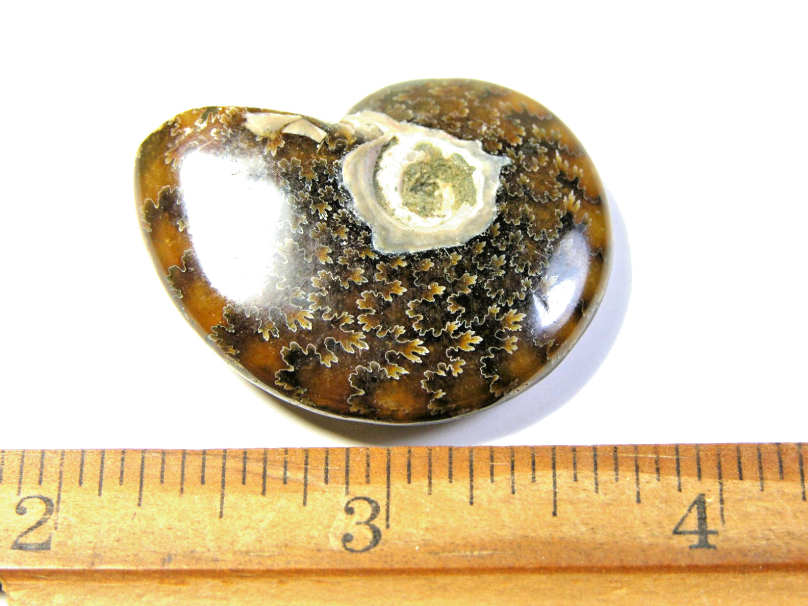 Ammonite fossil polished 1 1/2″ + showing suture &fire Madagascar ms37