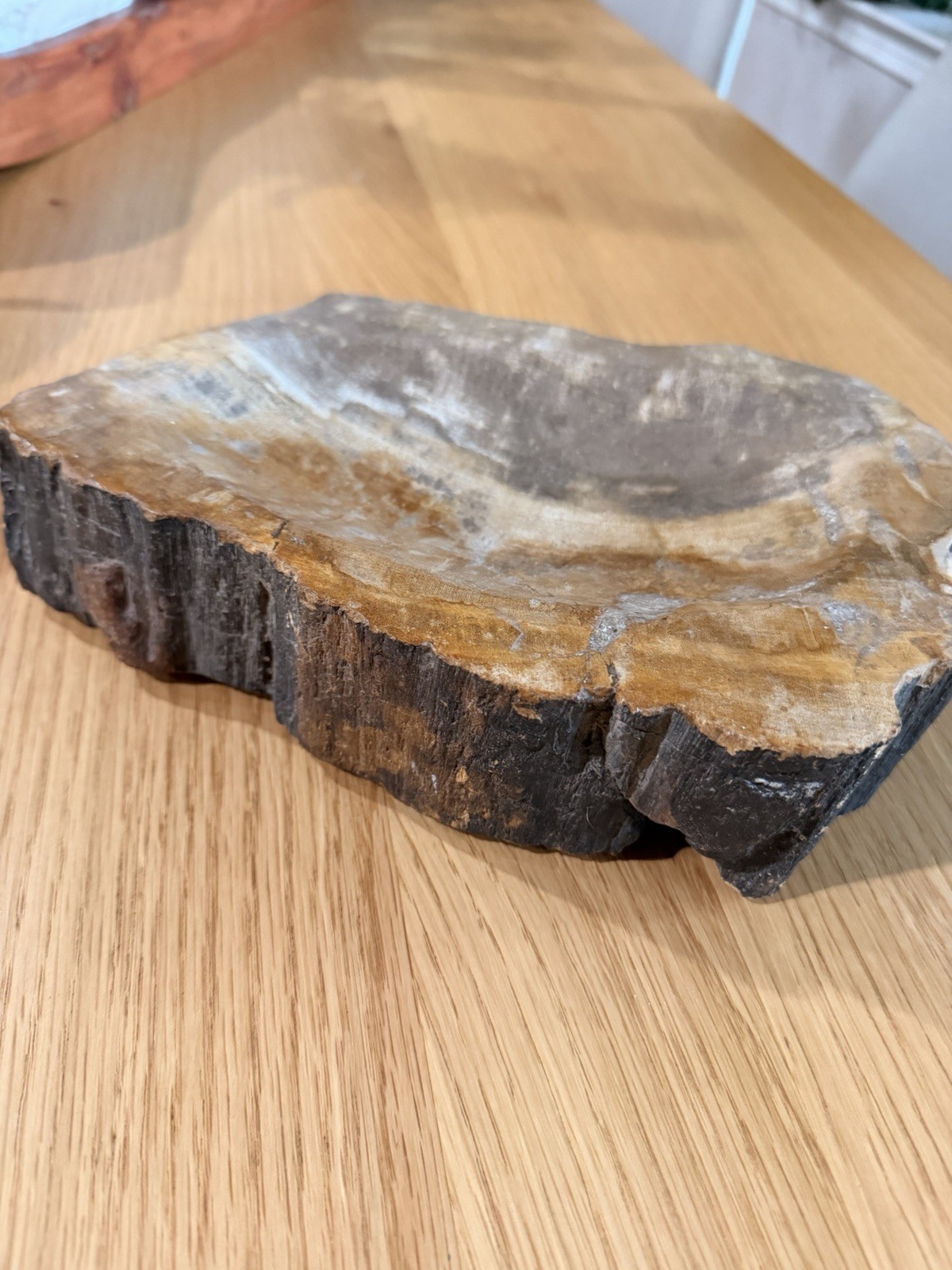 Large Petrified Wood carved And Polished Bowl 8.5 Amazing Statement Art