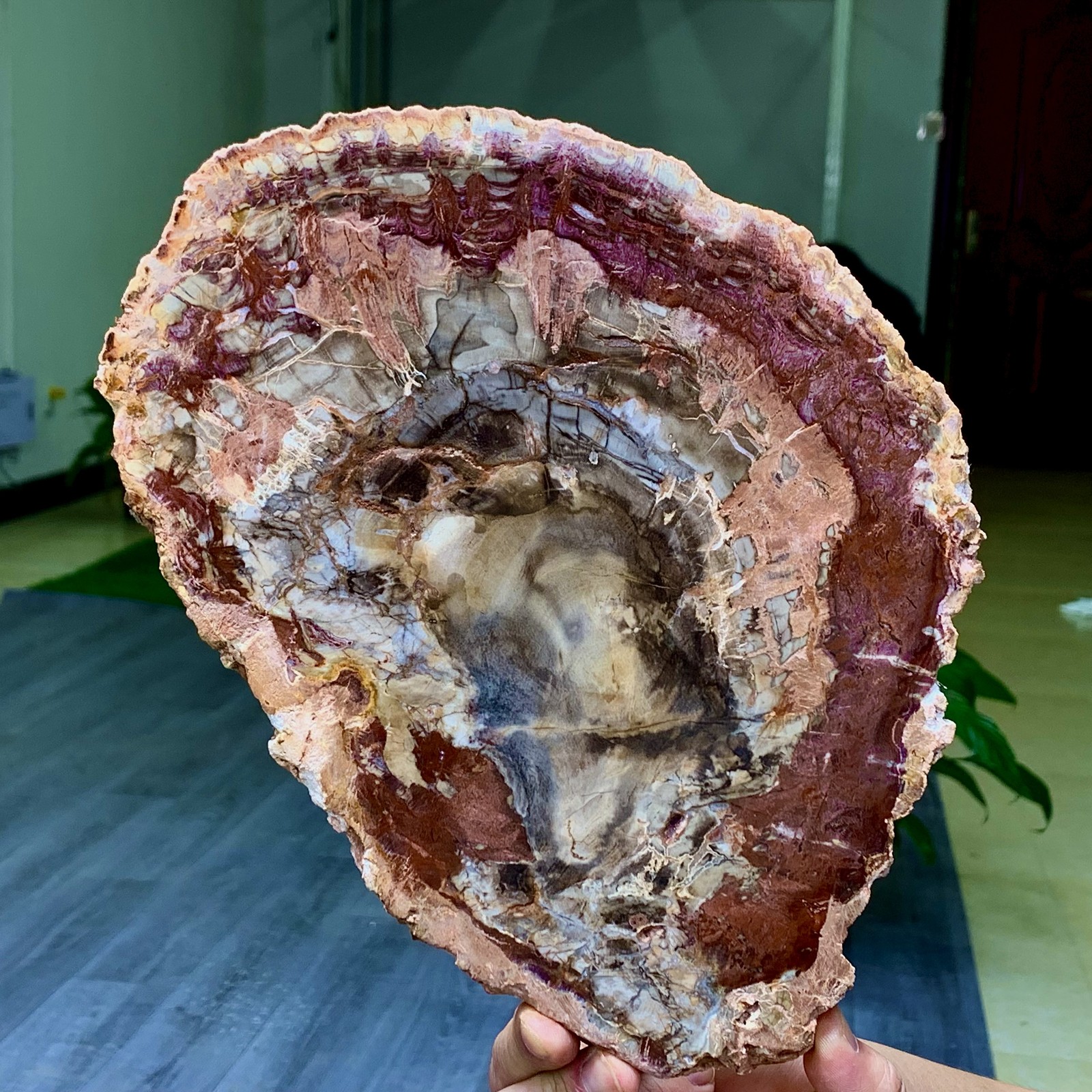 3.31LB Natural Petrified Wood Crystal Fossil Slice Shape Specimen Healing