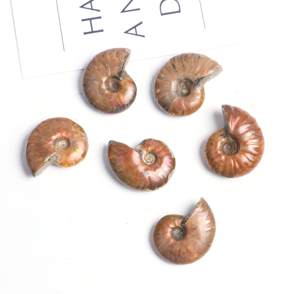 1pc 100% Natural Nautilus Ammonite Fossil Specimen Shell Healing Madagascar
