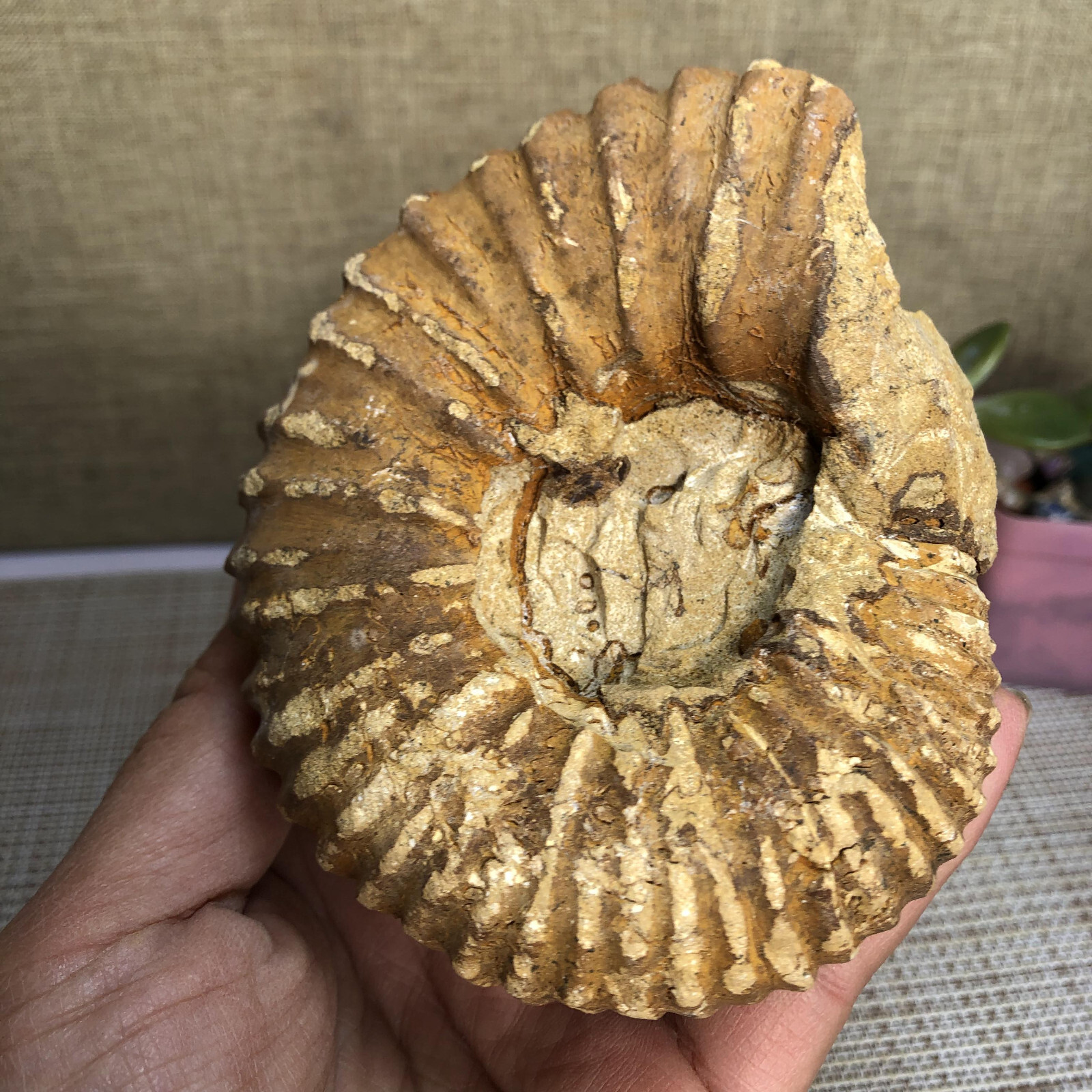 110mm Rare natural yellow conch Ammonite original rough Specimen 507g g4905