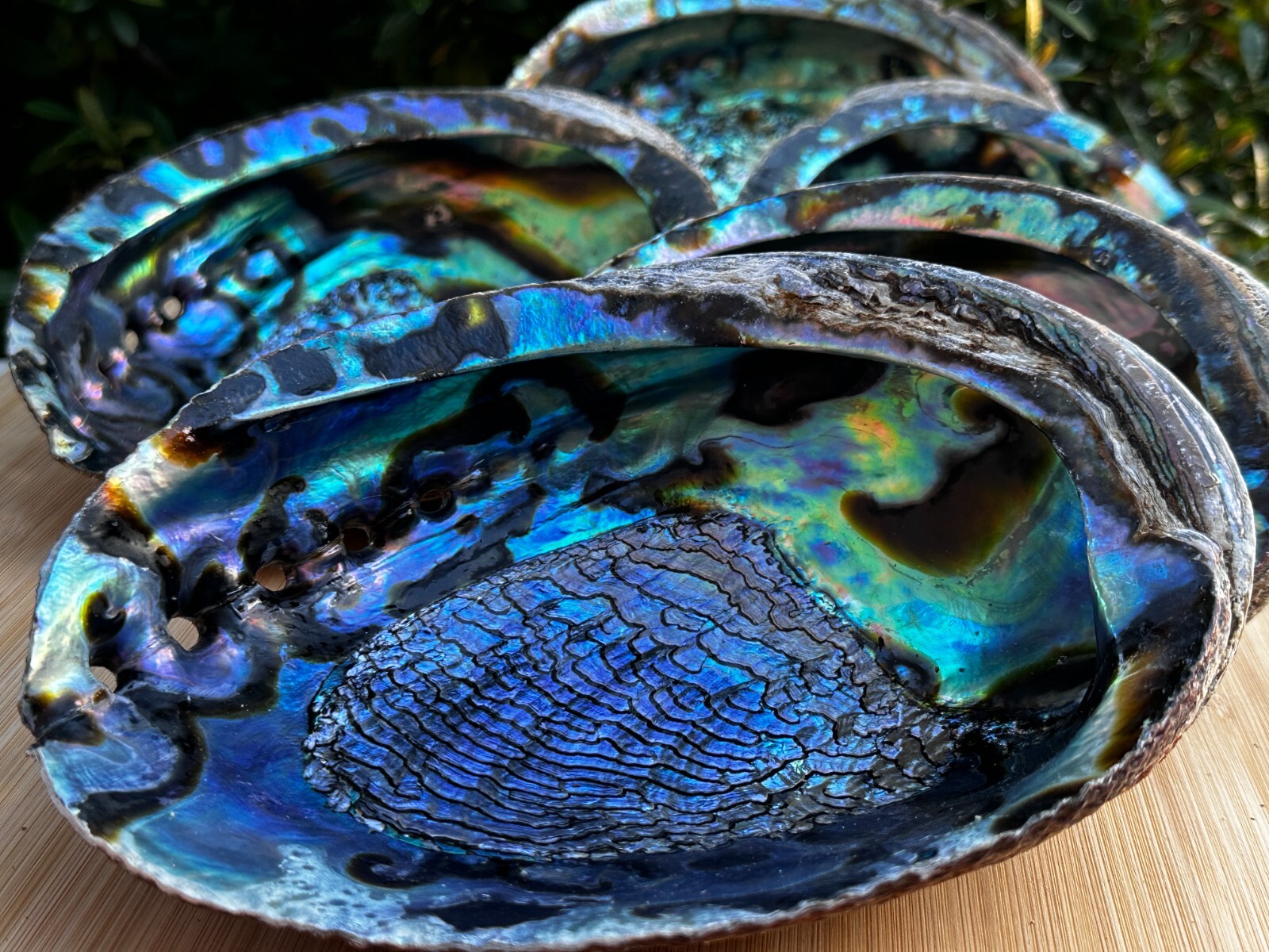 Jumbo Abalone Shell 7-8″, Huge Seashell Incense Burner, Smudge Bowl, Bulk Lot