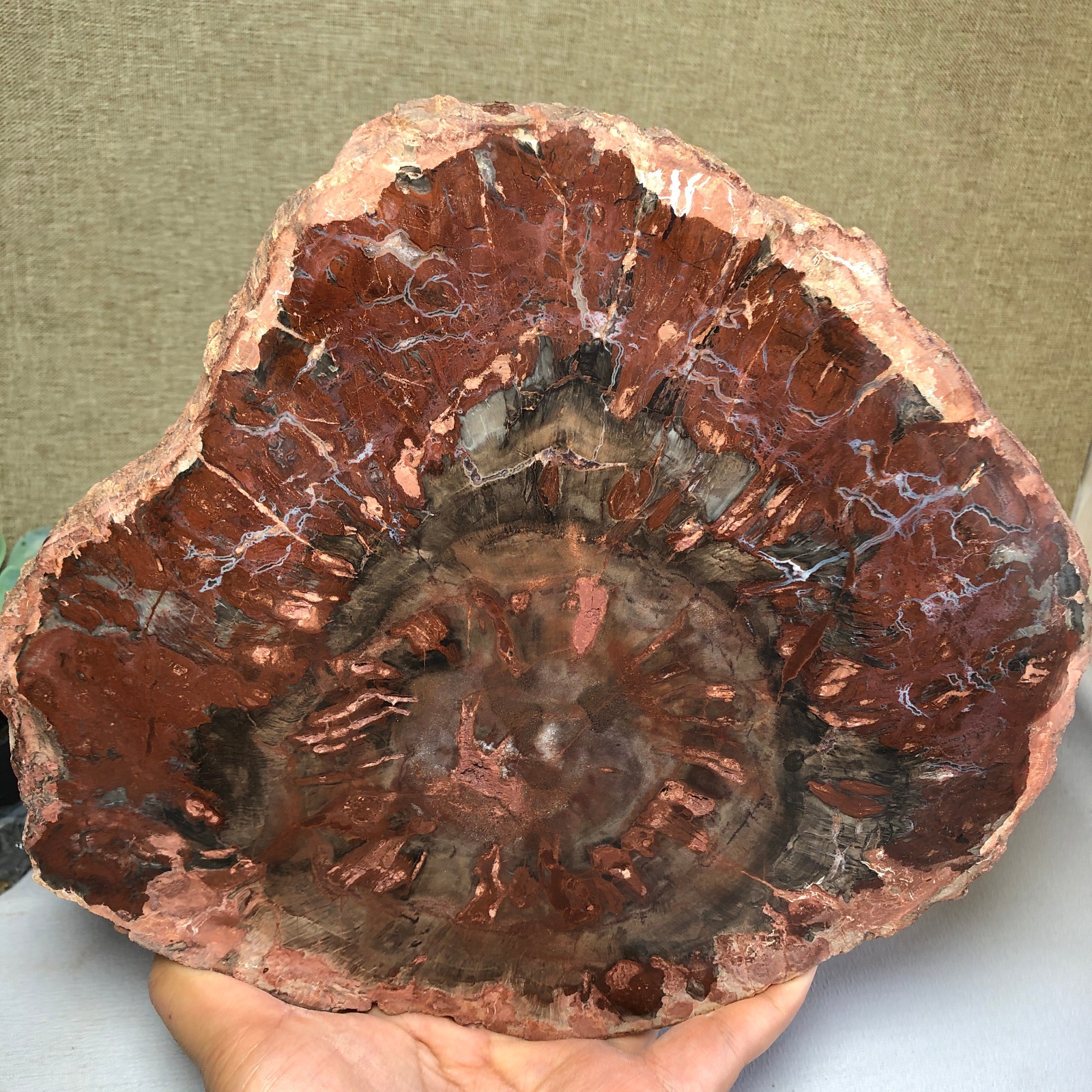 1.58kg natural Beautiful Petrified Wood Crystal mineral Slice Specimens g7689