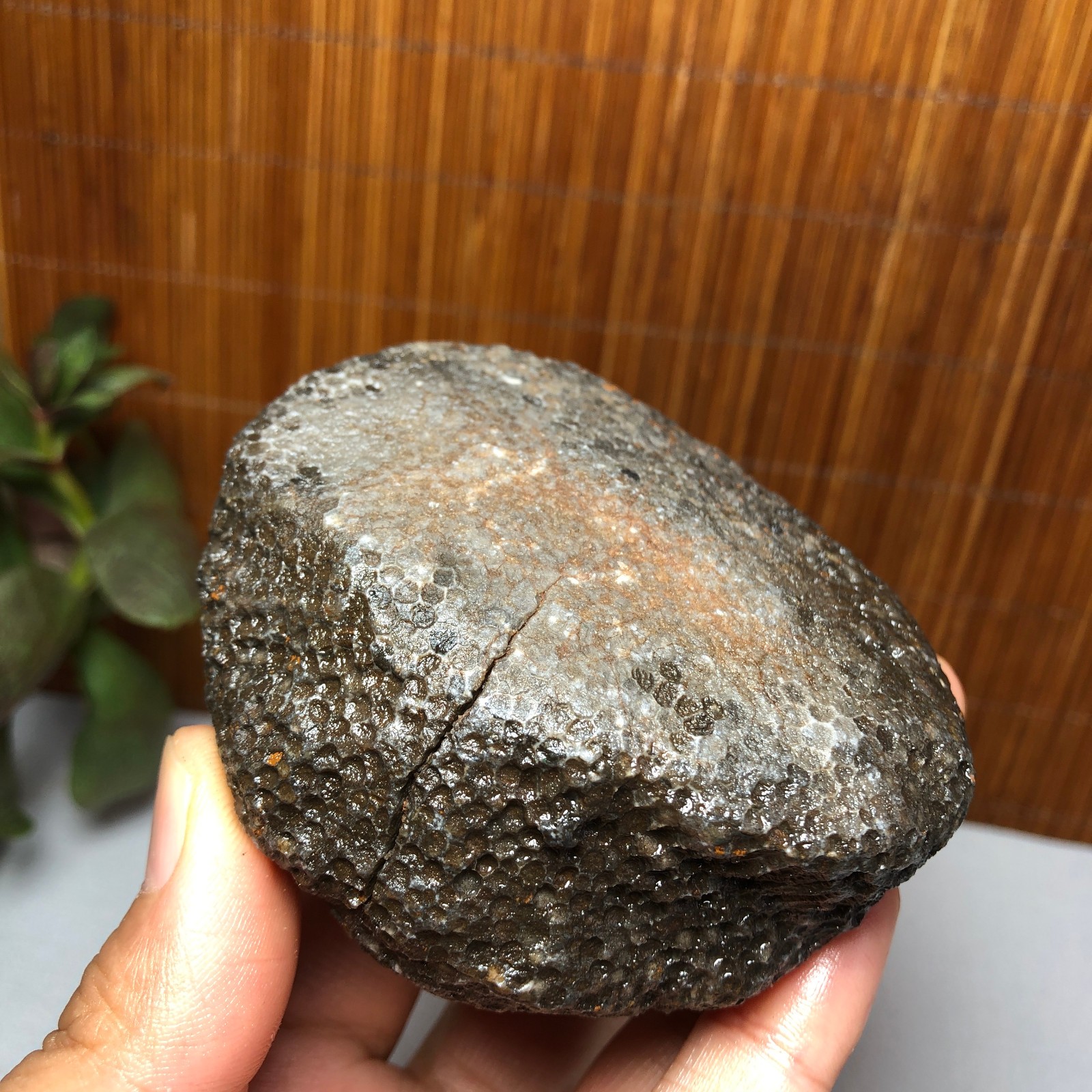73mm Rare Rugose Coral Slab original Actinocyathus Morocco 291g AA9419