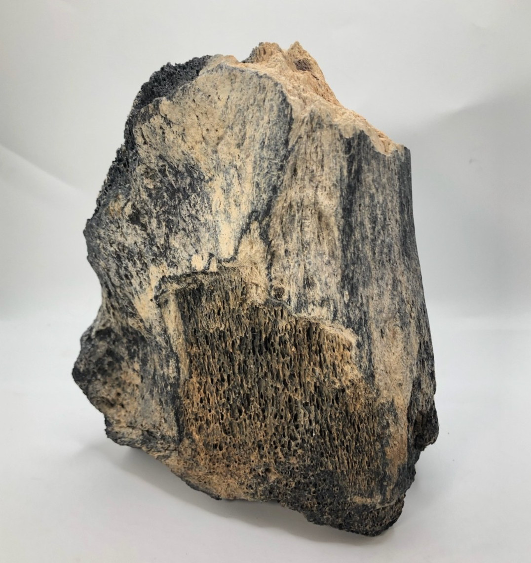Florida Fossil” Prehistoric Bone of a Mastodon Shell Pit Find in Bradenton, FL