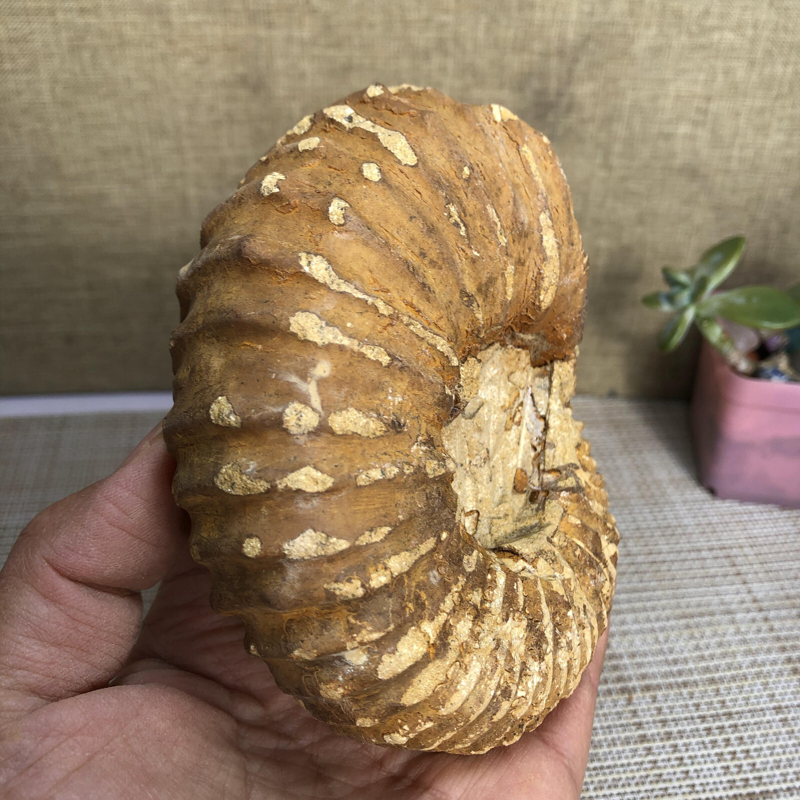 110mm Rare natural yellow conch Ammonite original rough Specimen 507g g4905