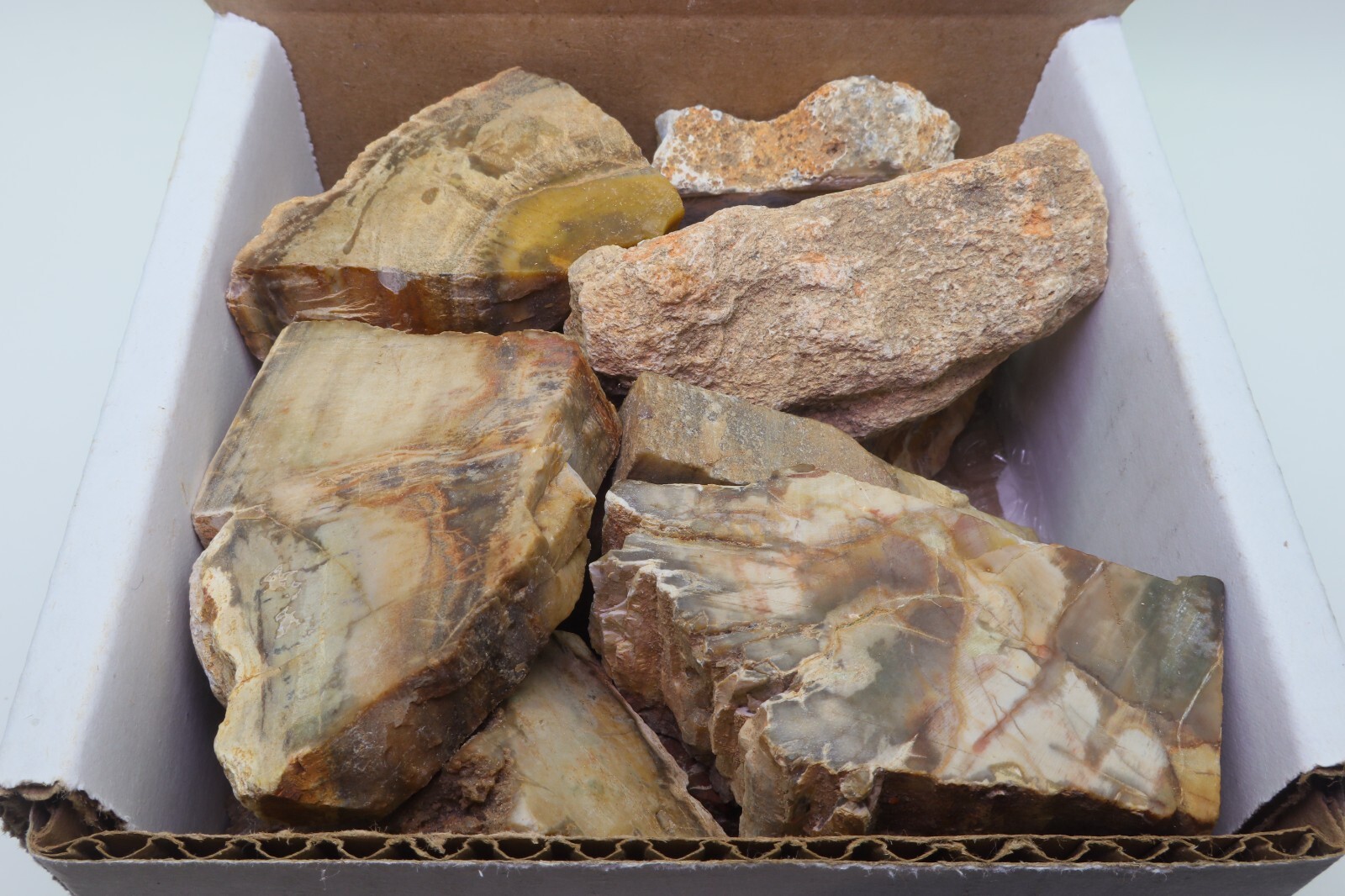 Petrified Wood 1 Lb Rough Natural Stones Bulk Wholesale Raw Mineral Specimens