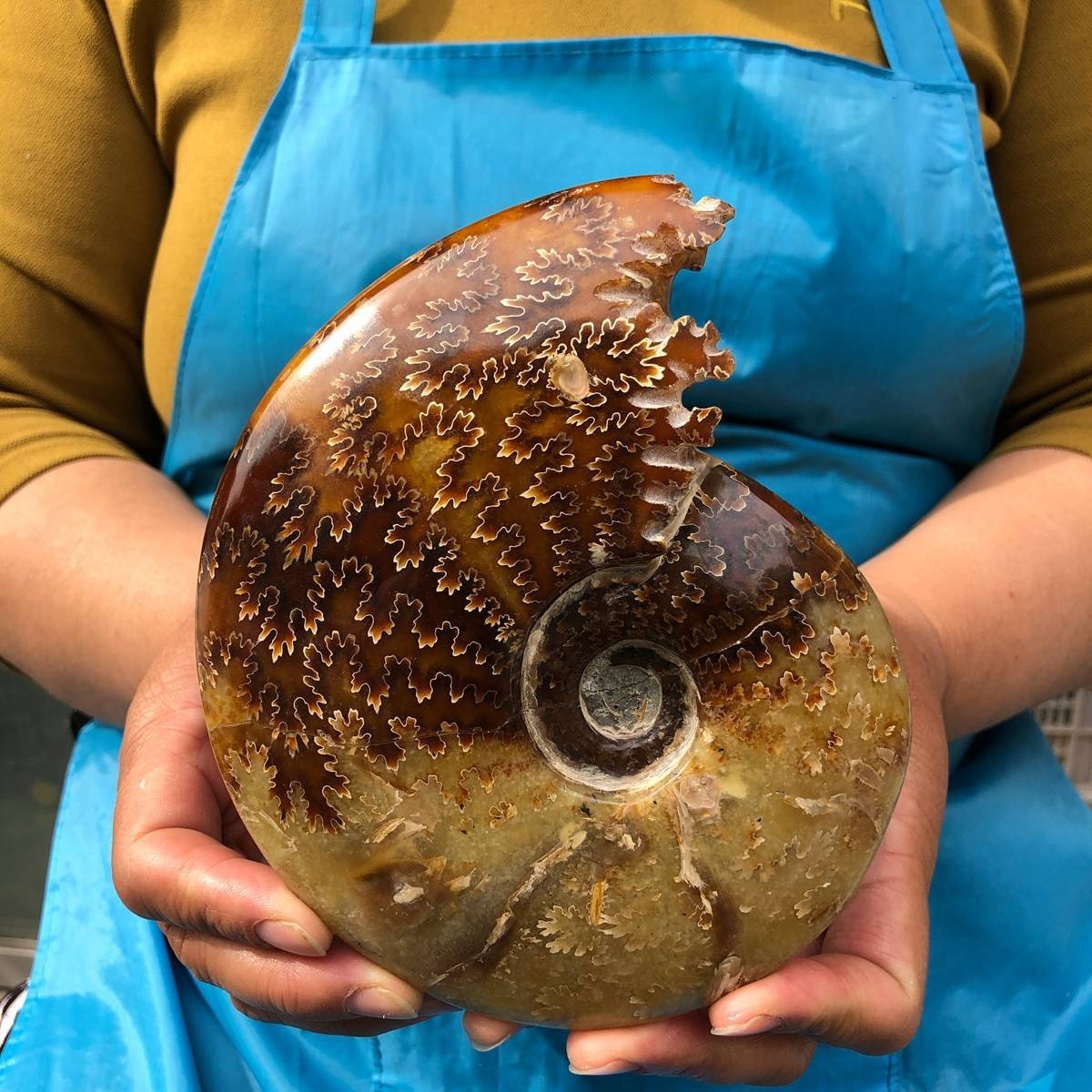2pcs 3.47LB Natural Beautiful Ammonite Fossil Conch Crystal Specimen Healing