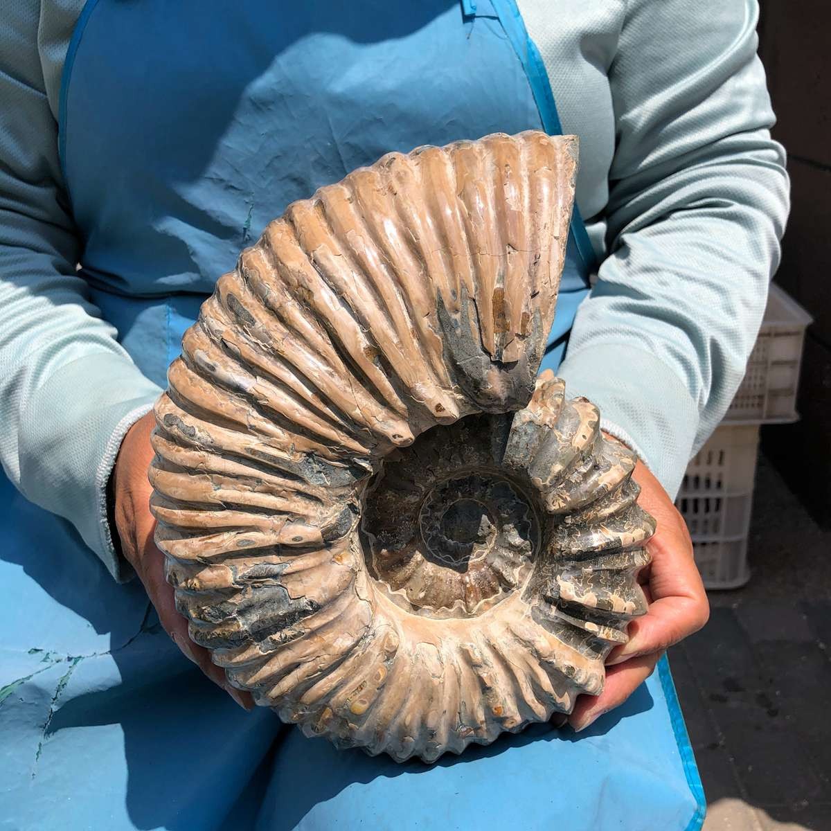 10.45LB Natural ammonite fossil conch Crystal specimen healing decor