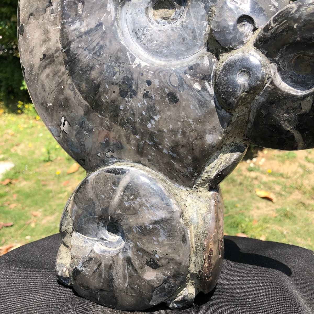 13.28LB Rarem Natural Tentacle Ammonite Fossil Specimen Shell Healing Madagas