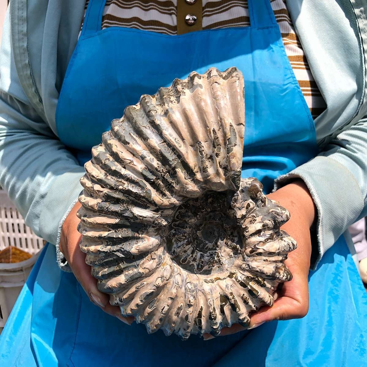 7.12LB Natural Beautiful Ammonite Fossil Conch Crystal Specimen Healing 5403
