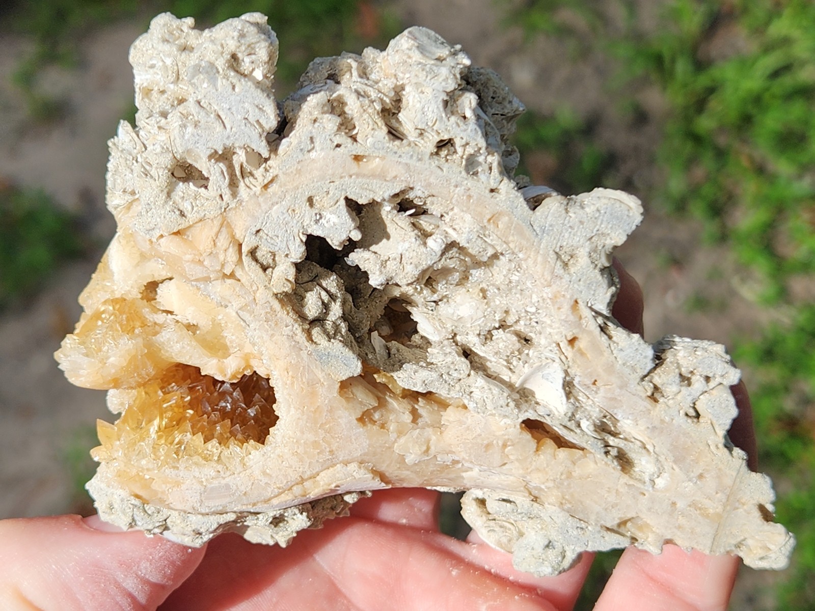 Calcite WHELK SHELL Fossil Rucks Pit Florida dogtooth UV crystal honey