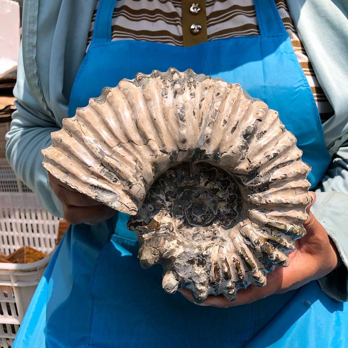 7.12LB Natural Beautiful Ammonite Fossil Conch Crystal Specimen Healing 5403