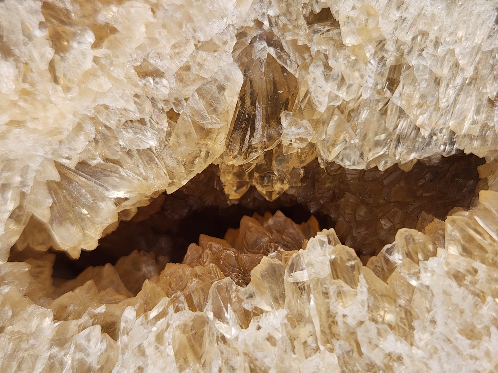 HUGE Calcite CRYSTAL WHELK Shell Fossil Rucks Pit Florida dogtooth CUT POLISHED