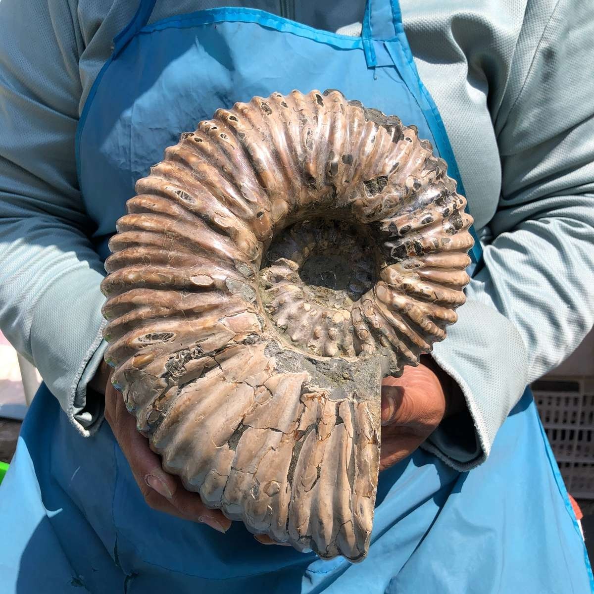 8.91LB Large Natural Beautiful Ammonite Fossil Conch Crystal Specimen Healing
