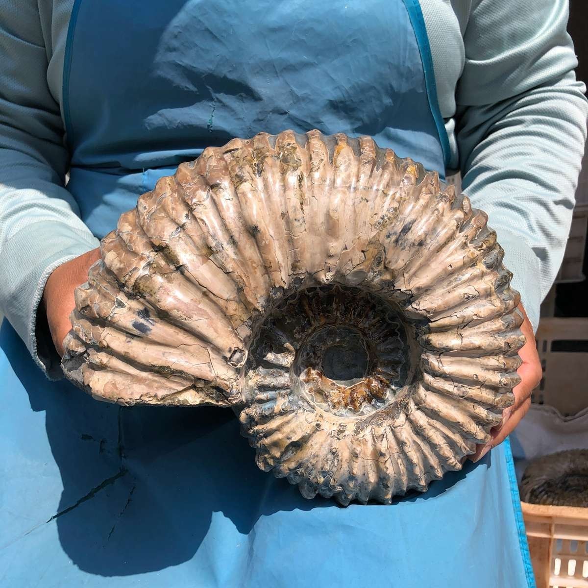 11.52LB Large Natural Beautiful Ammonite Fossil Conch Crystal Specimen Healing